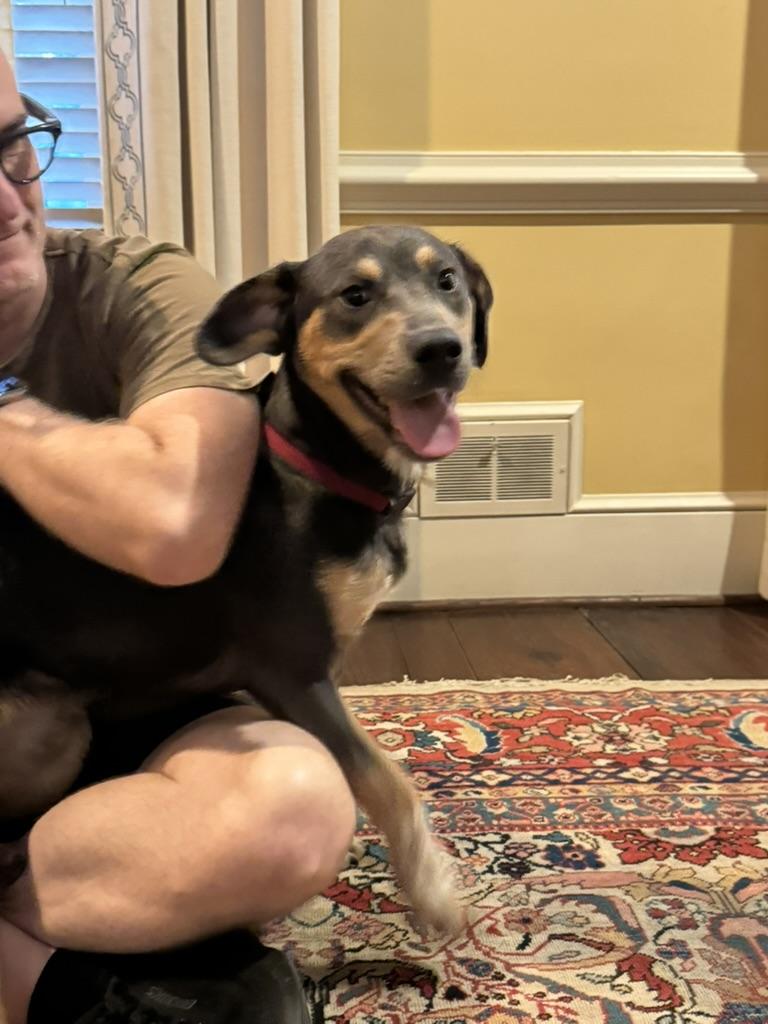 Enlarge Rex (in foster), an adopted mixed breed in Petersburg, VA image 5/6