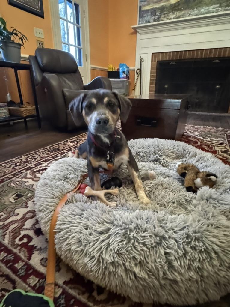 Enlarge Rex (in foster), an adopted mixed breed in Petersburg, VA image 2/6