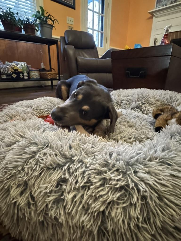 Enlarge Rex (in foster), an adopted mixed breed in Petersburg, VA image 4/6