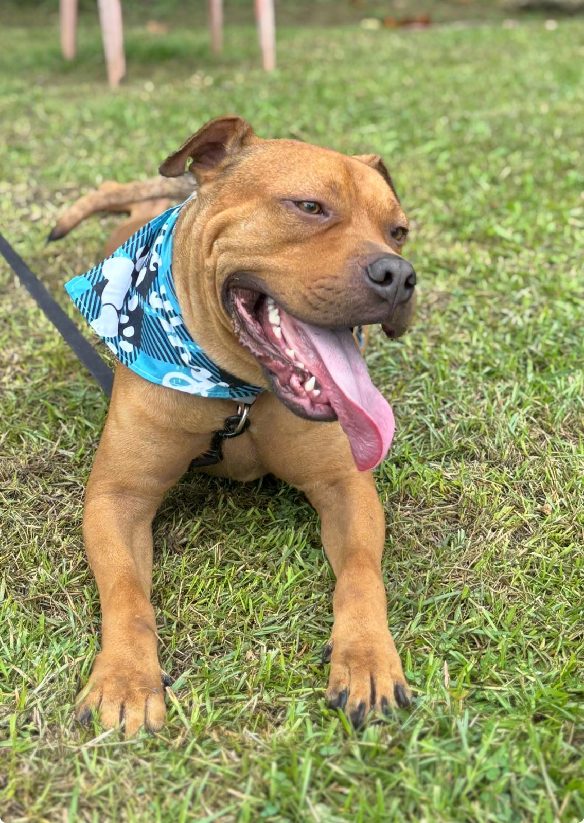 Enlarge Puchi (aka Scooby), a ADOPTABLE Mixed Breed in San Juan, PR image 1/3
