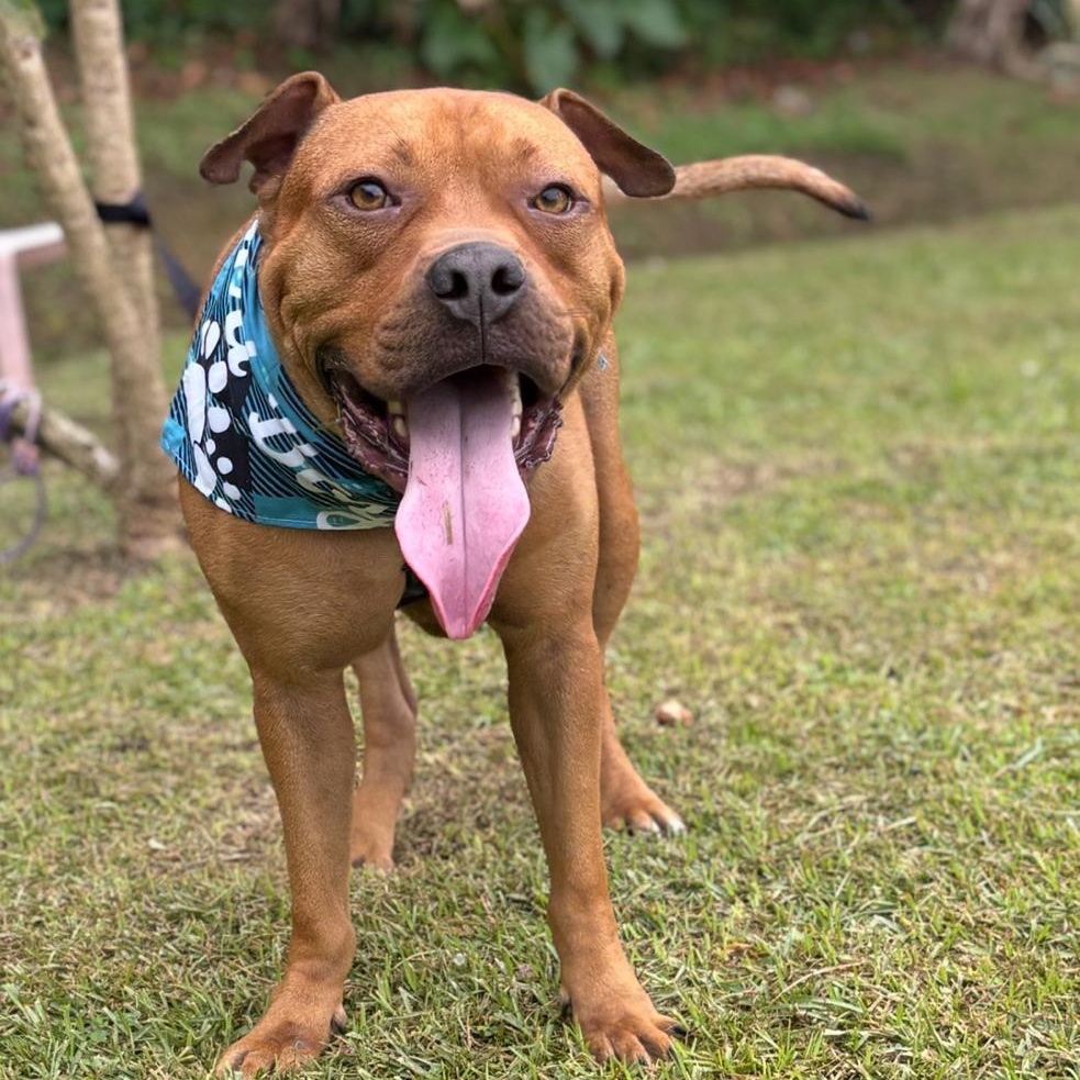 Enlarge Puchi (aka Scooby), a ADOPTABLE Mixed Breed in San Juan, PR image 3/3