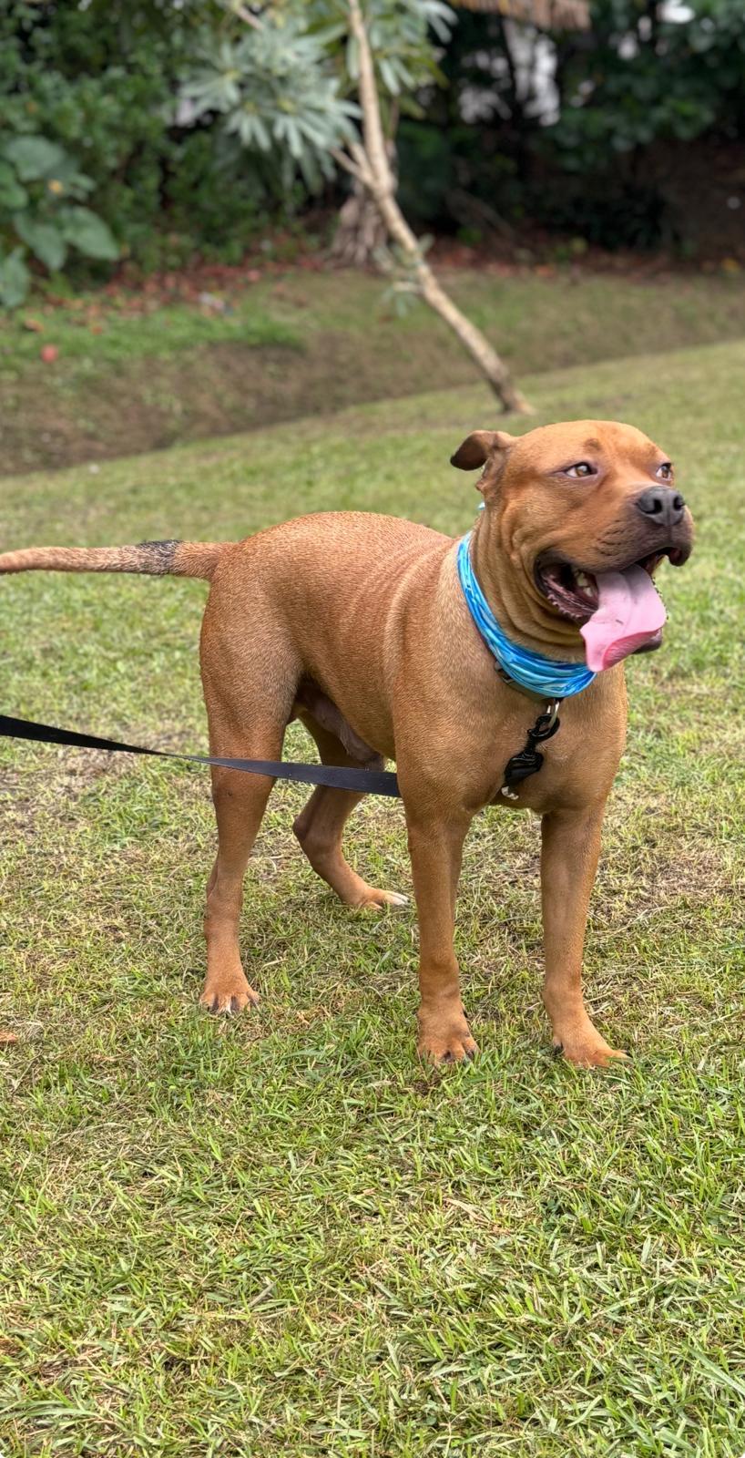 Enlarge Puchi (aka Scooby), a ADOPTABLE Mixed Breed in San Juan, PR image 2/3