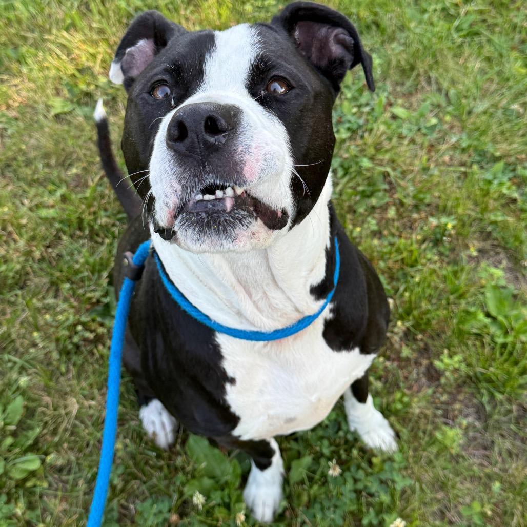 Luna, Adoptable, Adult Female Pit Bull Terrier & American Staffordshire Terrier.
