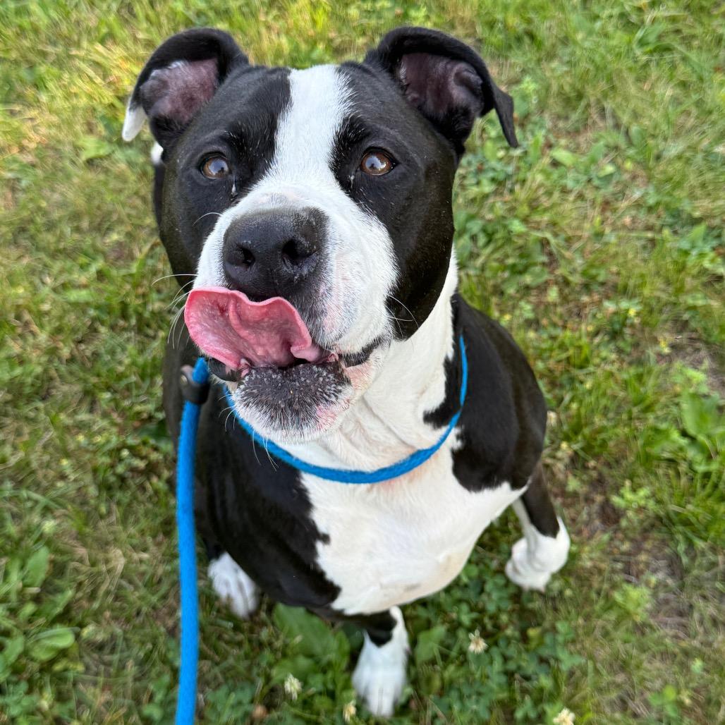 Luna, a Adoptable mixed breed in Perkiomenville, PA image 2/3