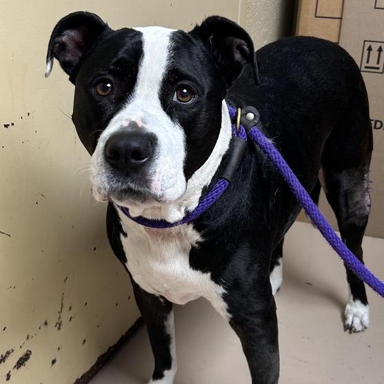 Luna, a Adoptable mixed breed in Perkiomenville, PA image 3/3
