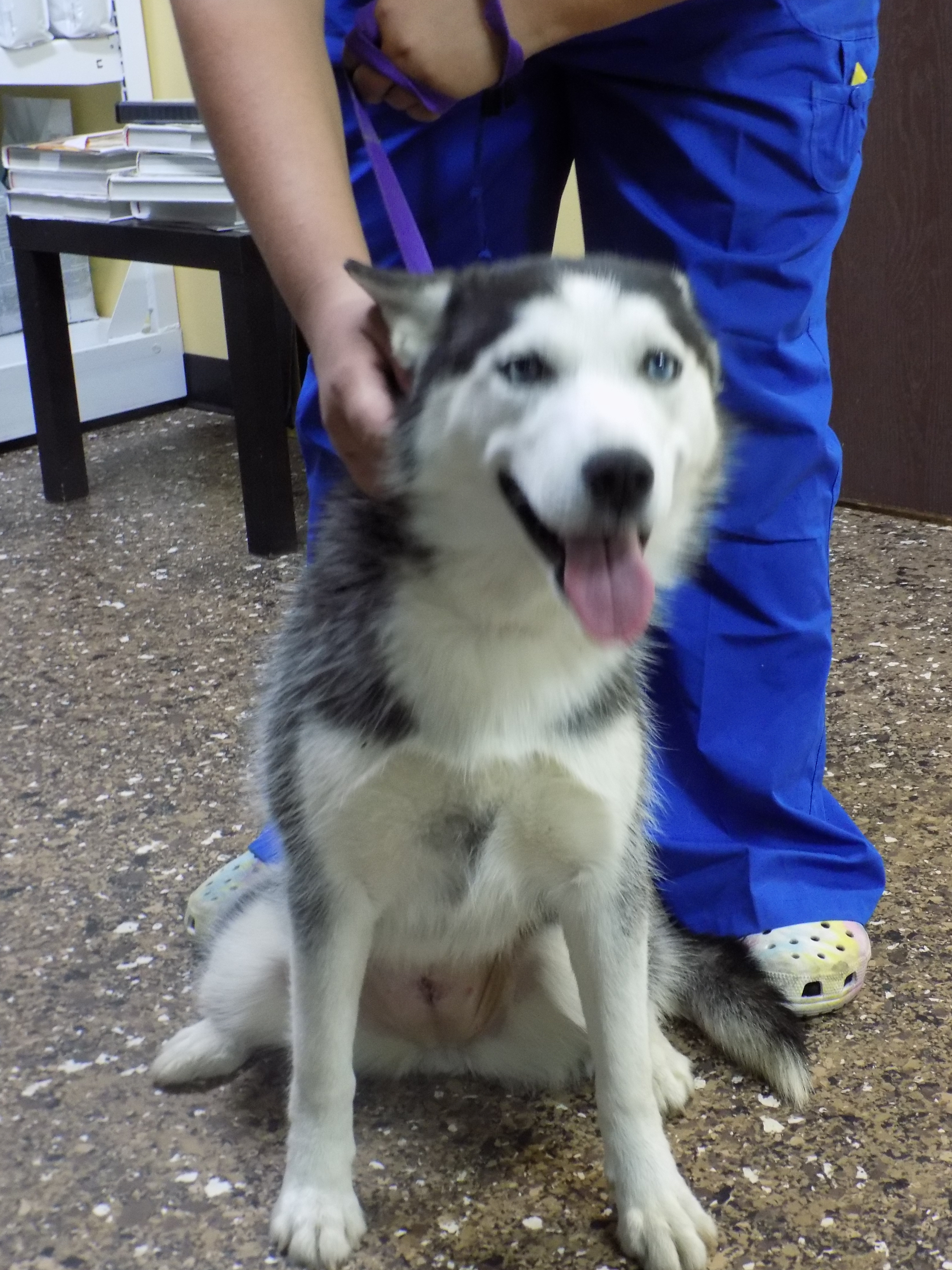 Young LIBERTY, Young Female Siberian Husky