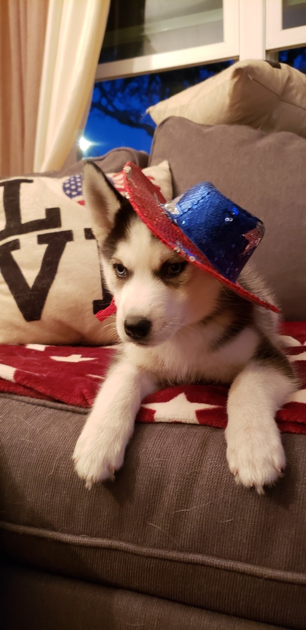 LIBERTY, a Adoptable Siberian Husky in Valencia, CA image 2/10