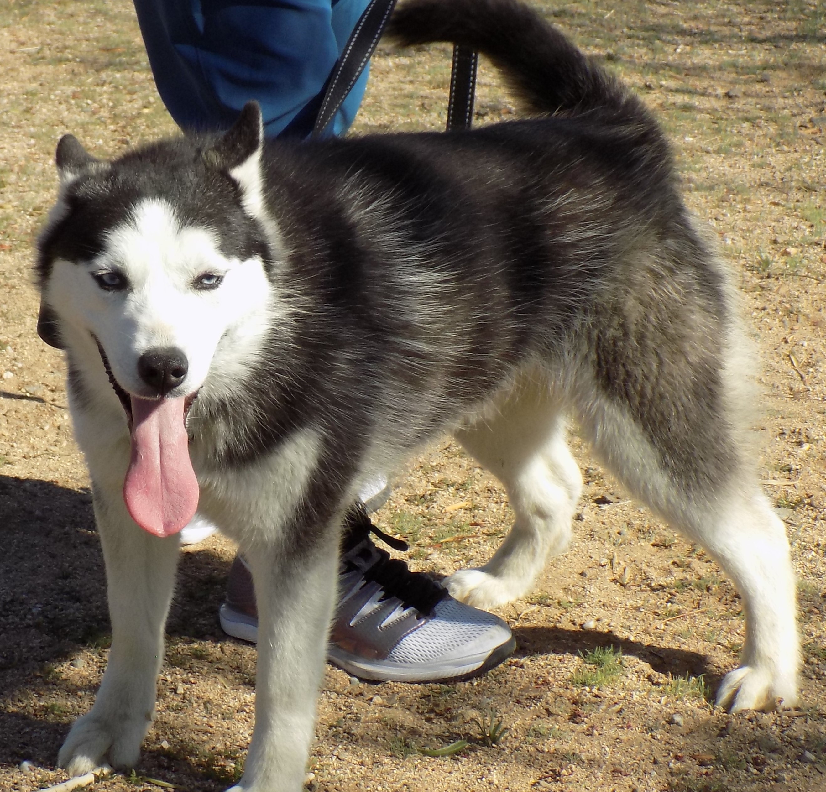 LIBERTY, a Adoptable Siberian Husky in Valencia, CA image 3/10