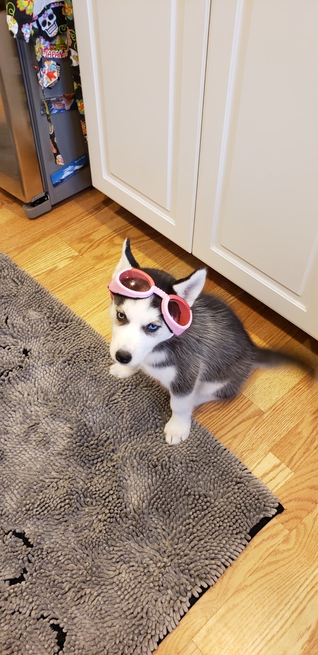 LIBERTY, a Adoptable Siberian Husky in Valencia, CA image 4/10