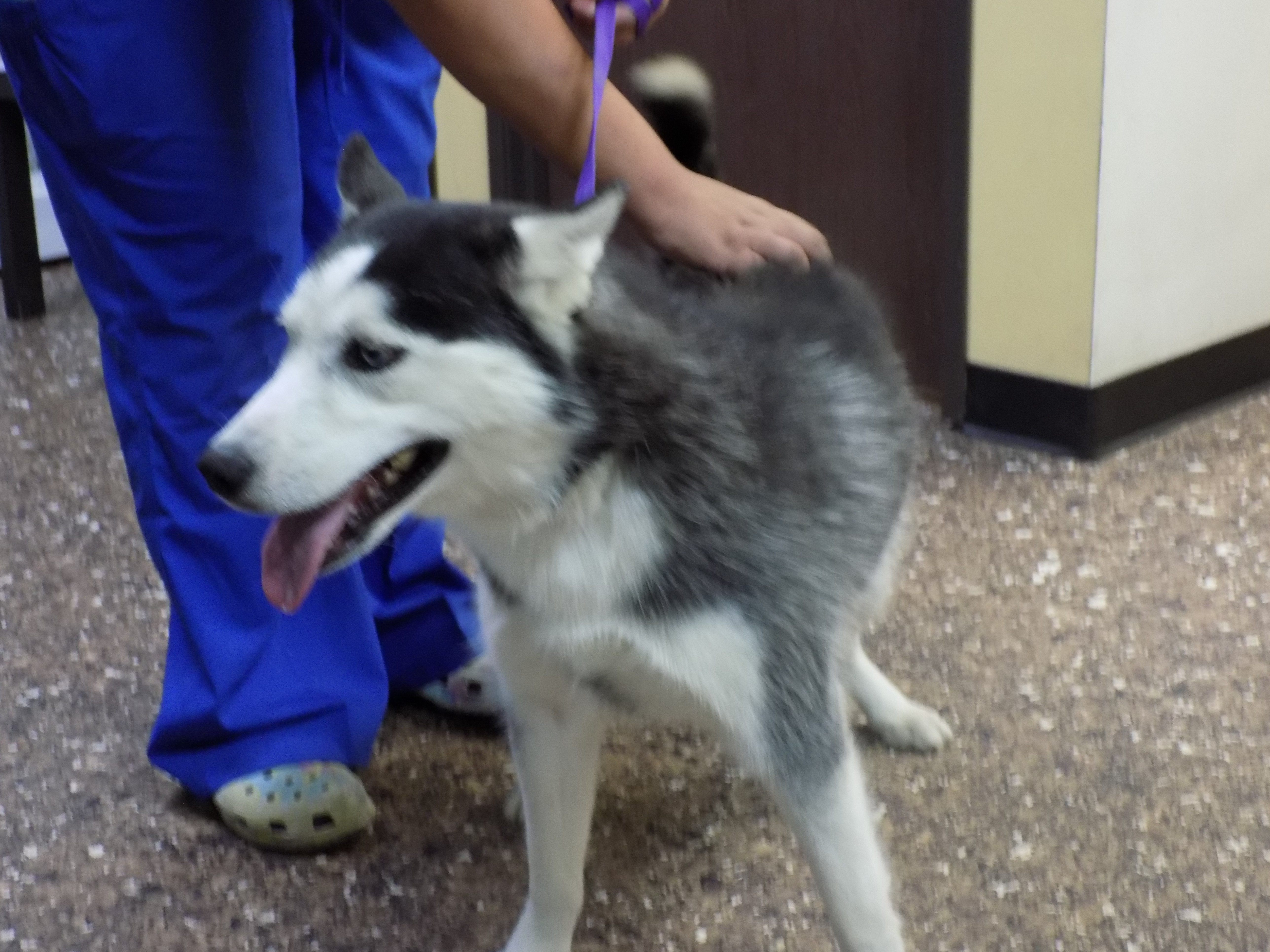 LIBERTY, a Adoptable Siberian Husky in Valencia, CA image 5/10