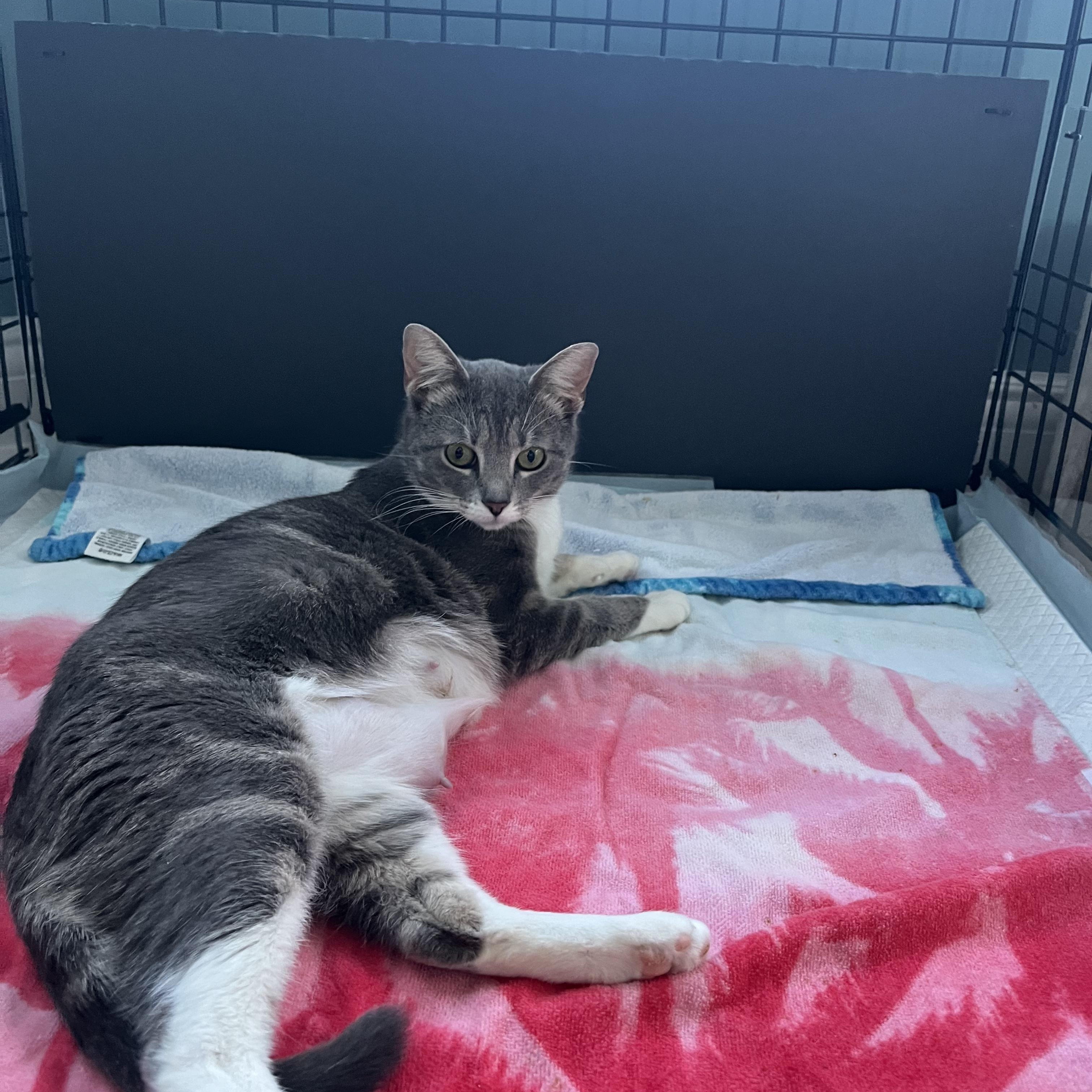 Enlarge Emmie, a Adoptable mixed breed in Moriches, NY image 2/3