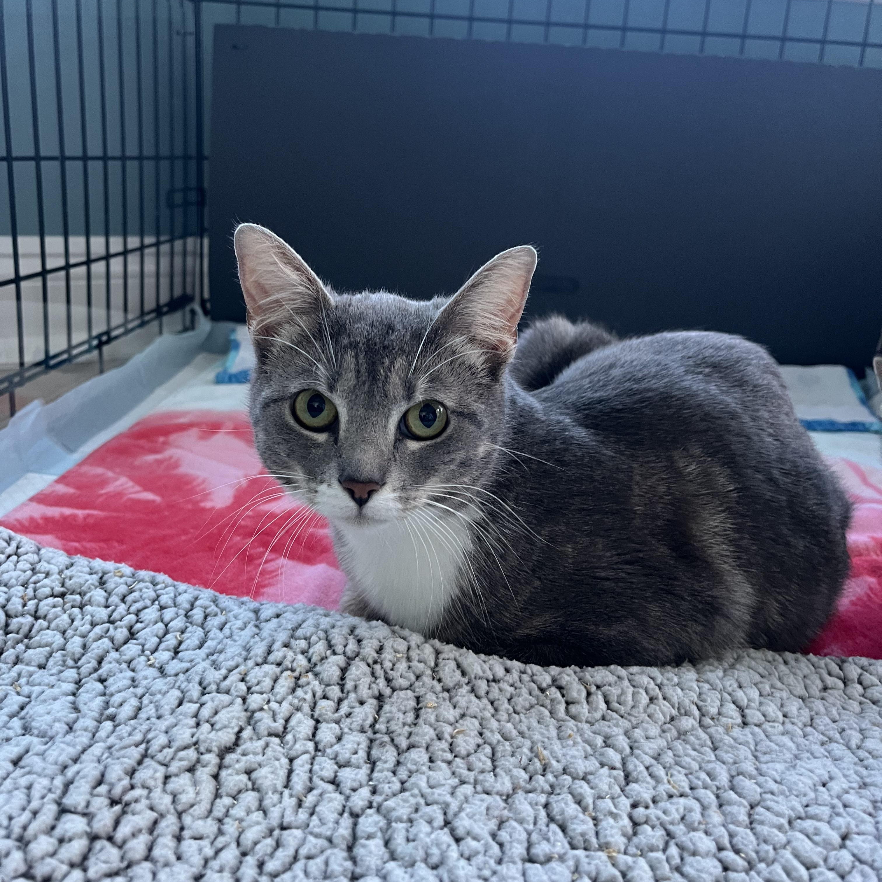 Enlarge Emmie, a Adoptable mixed breed in Moriches, NY image 3/3