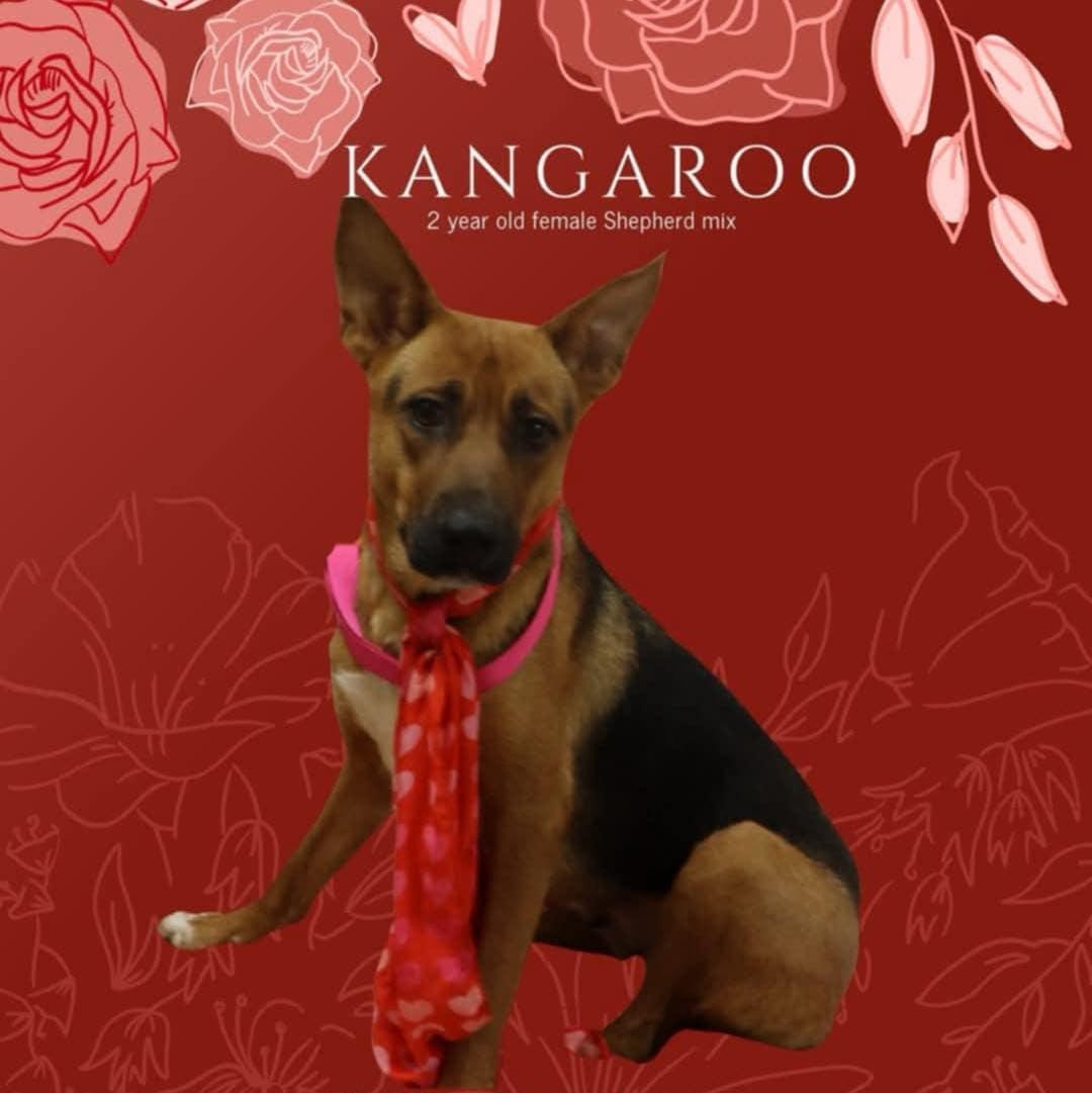 Kangaroo thumbnail 2