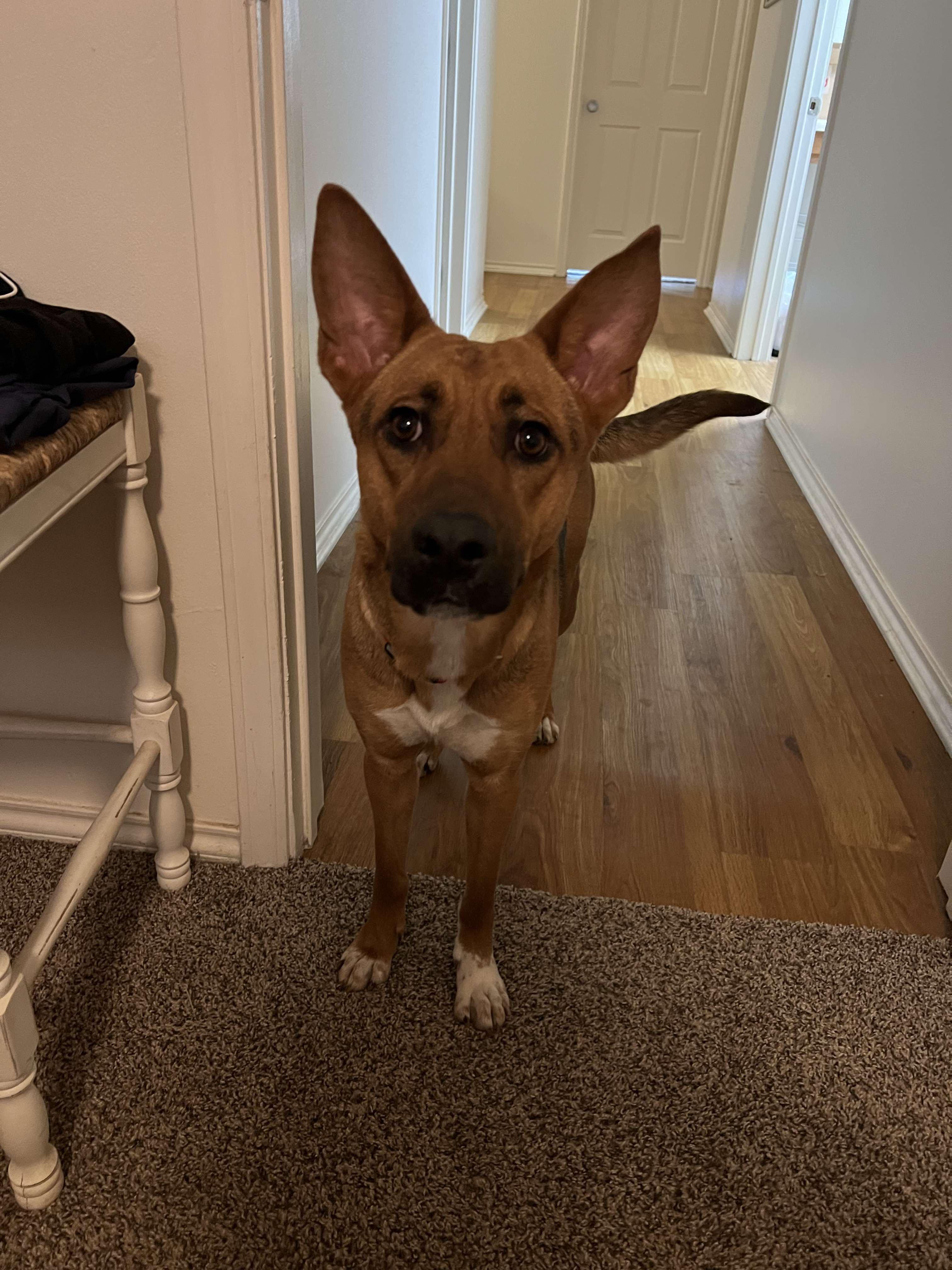 Kangaroo thumbnail 3