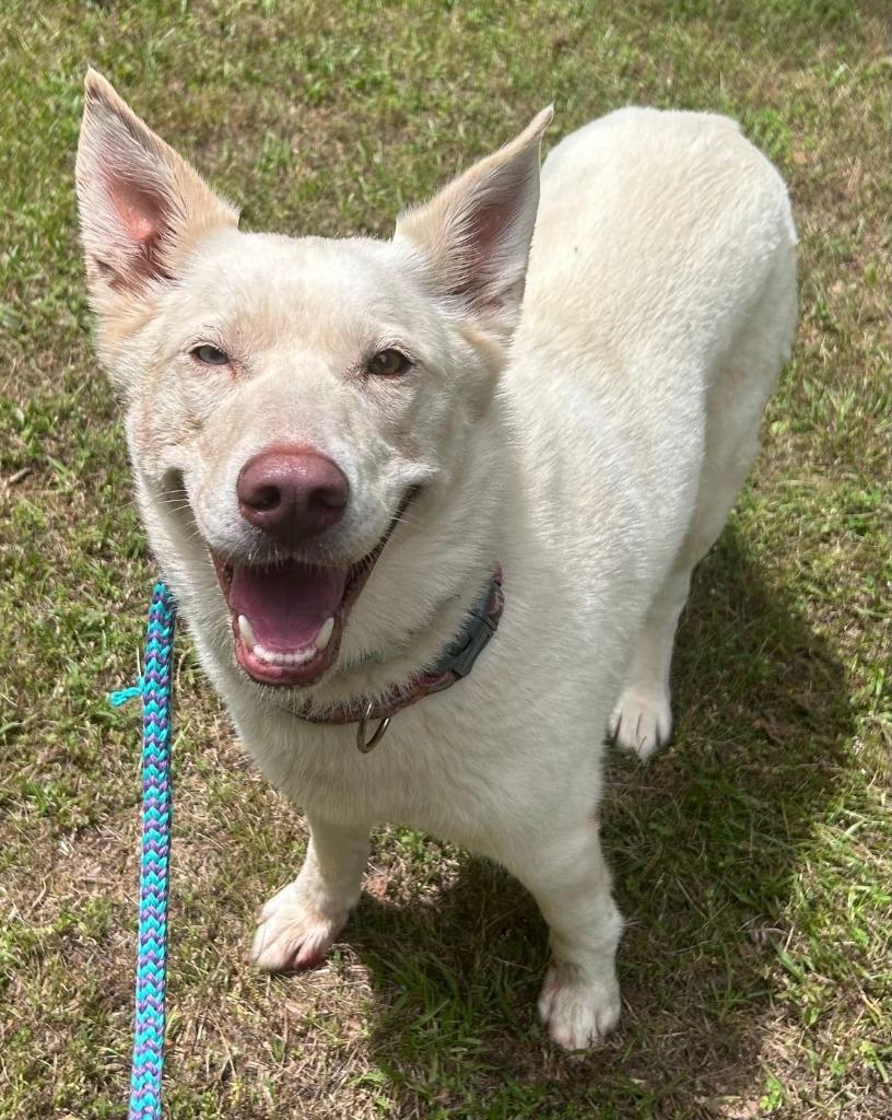 Enlarge Ophelia, a Adoptable mixed breed in Madison, GA image 1/1