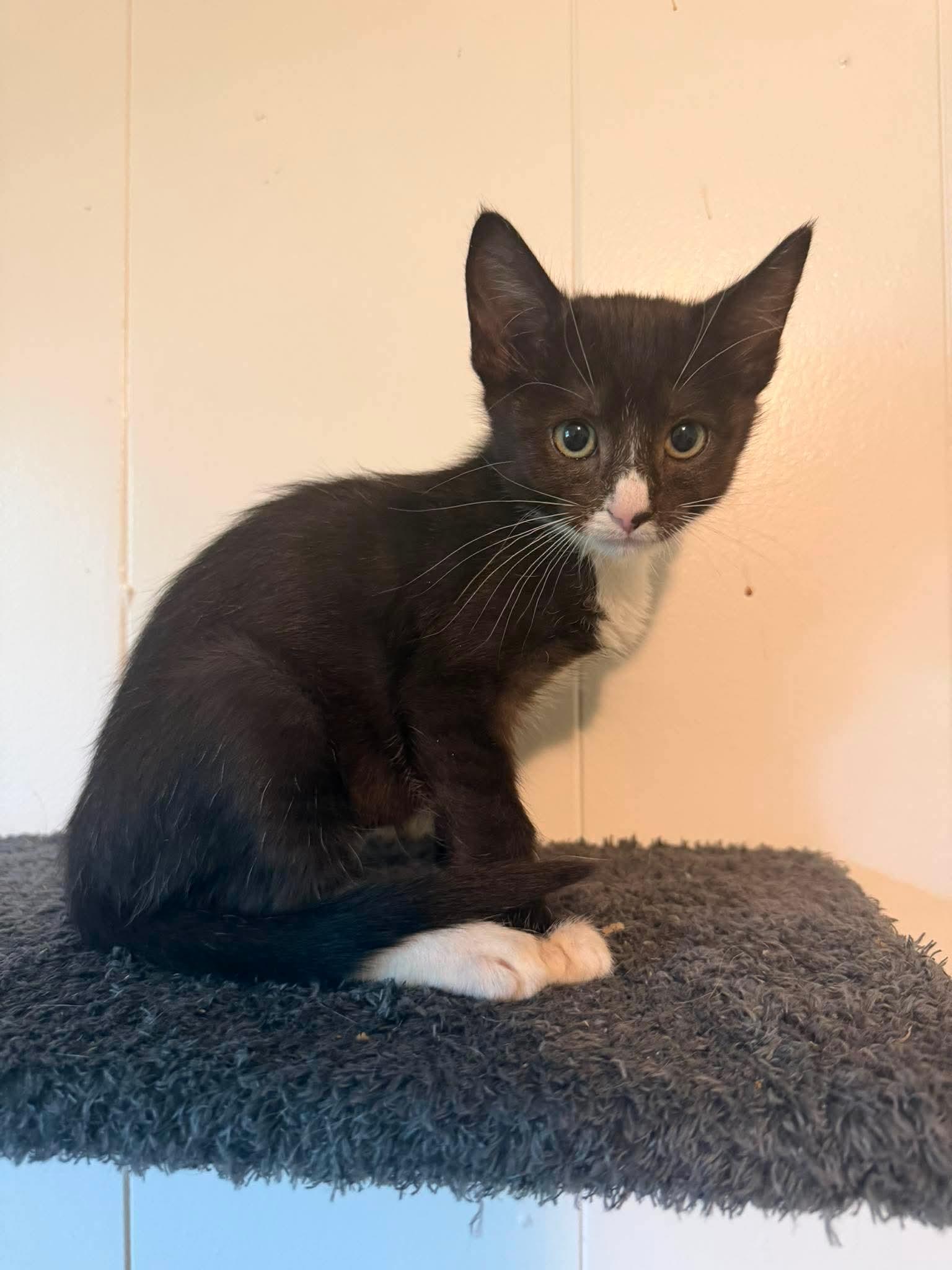 Enlarge Lark, a Adopted Domestic Short Hair in Mount Pleasant, SC image 1/3
