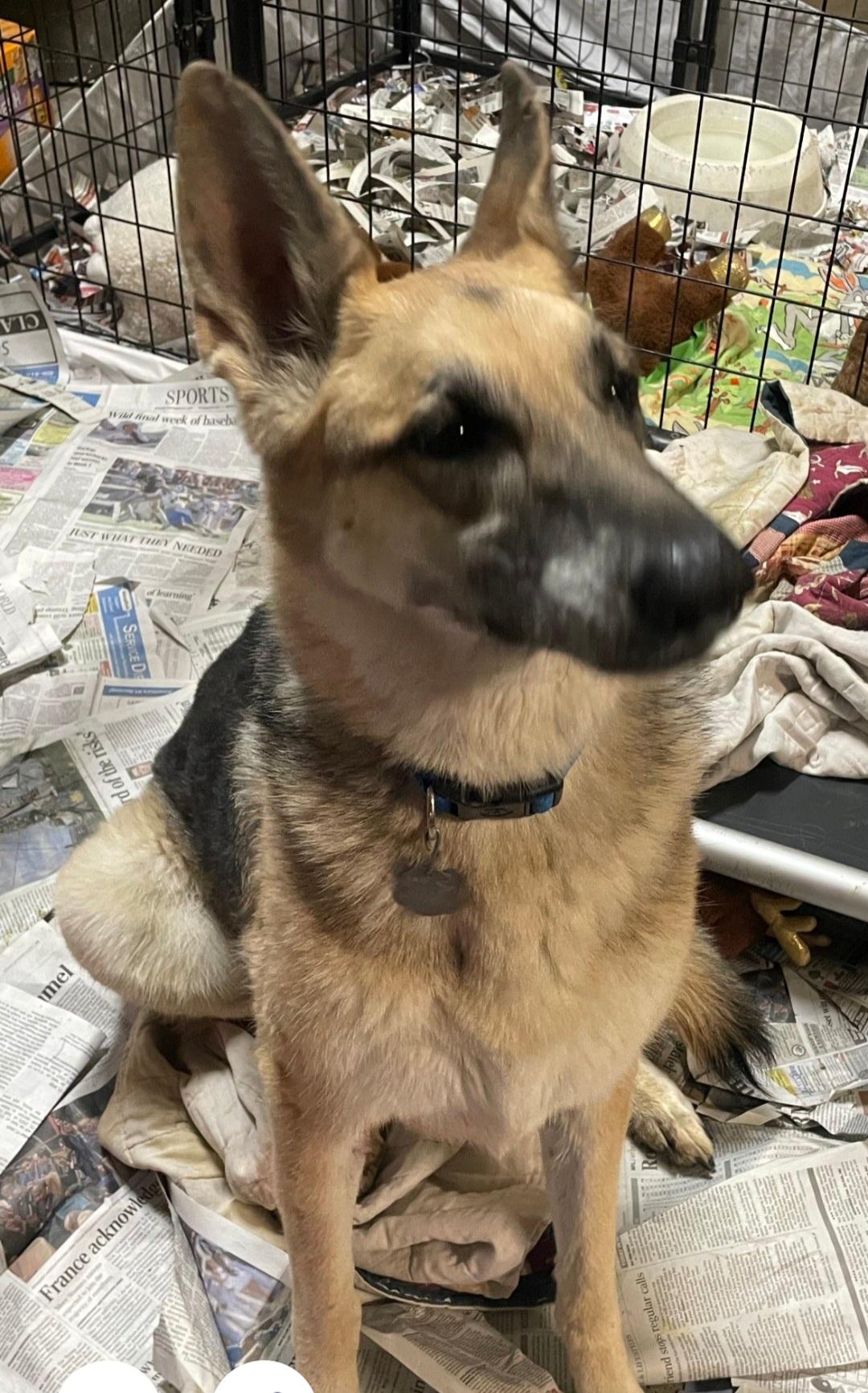 Delilah(senior) (special needs)