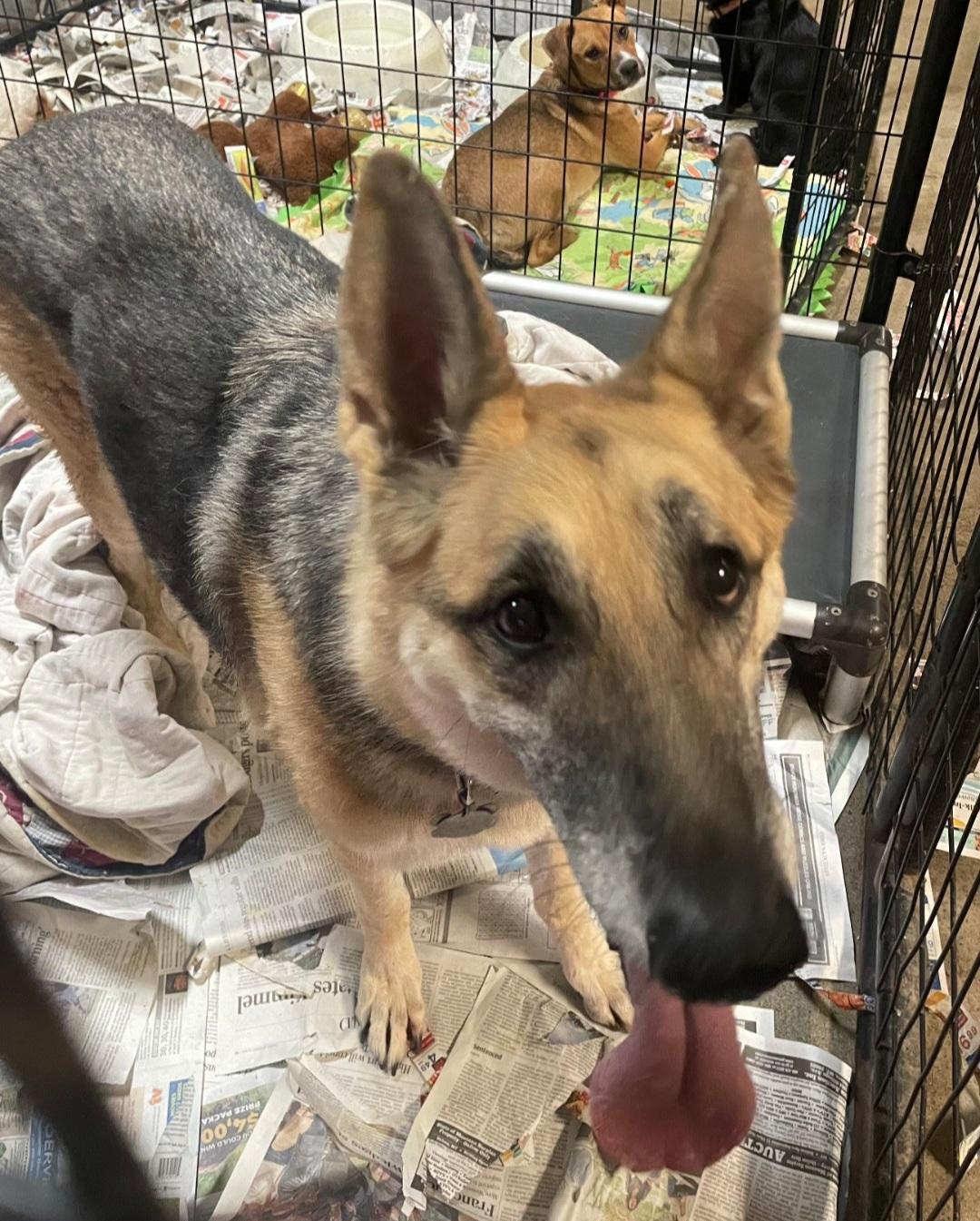 Delilah(senior) (special needs)