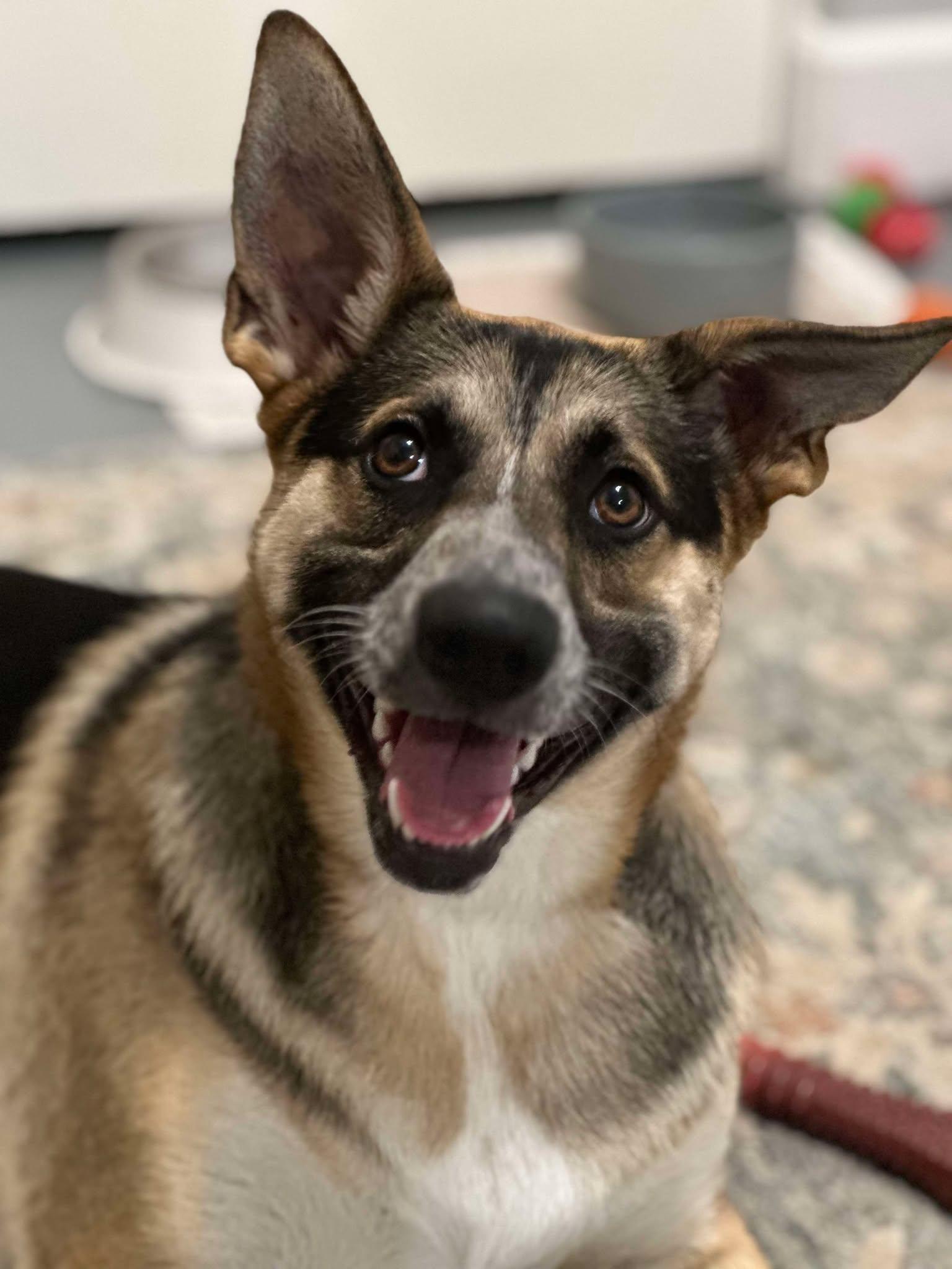 Butterfly, Adopted, Young Female German Shepherd Dog.