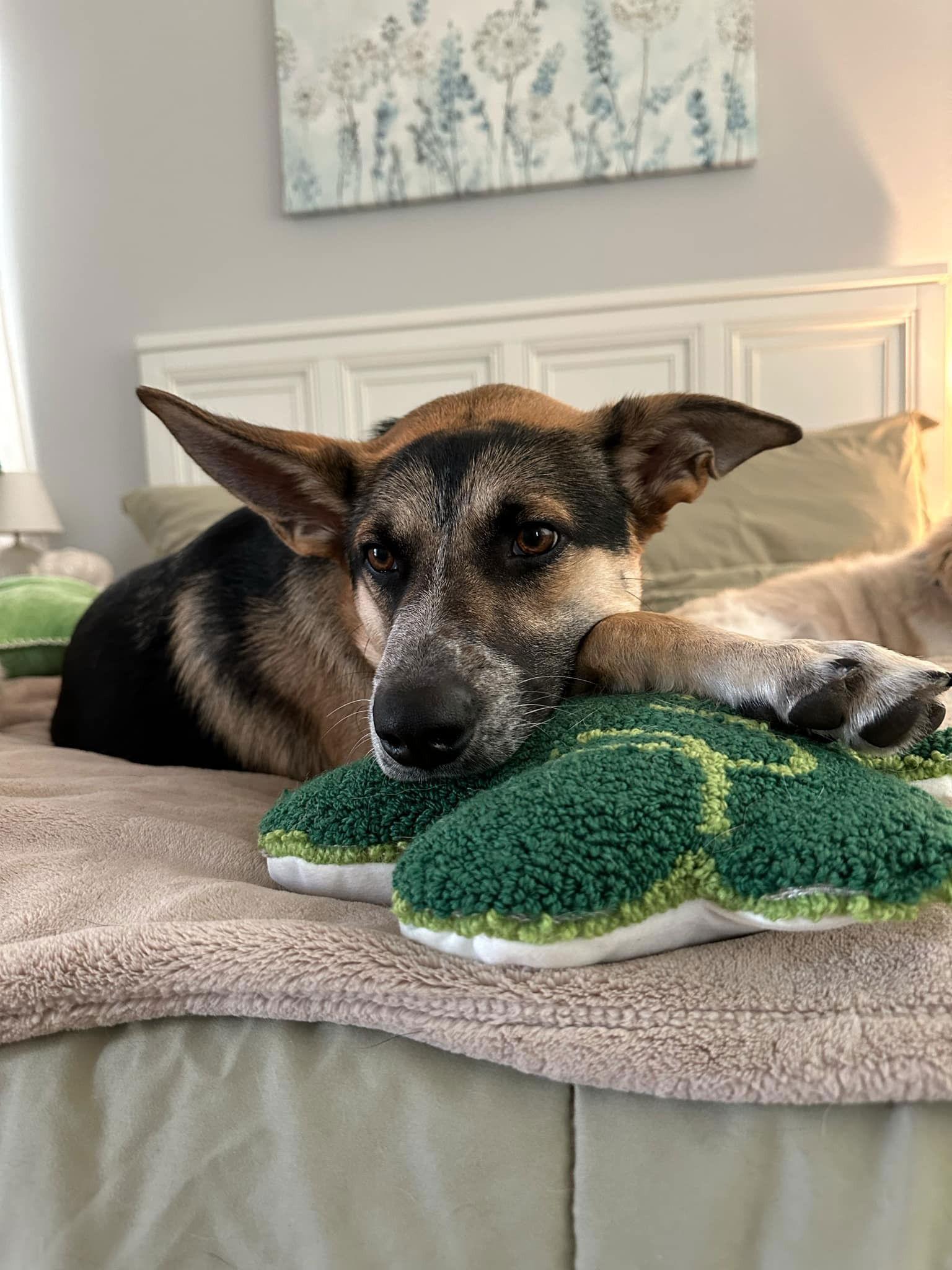 Butterfly, a Adopted German Shepherd Dog in Visalia, CA image 2/3