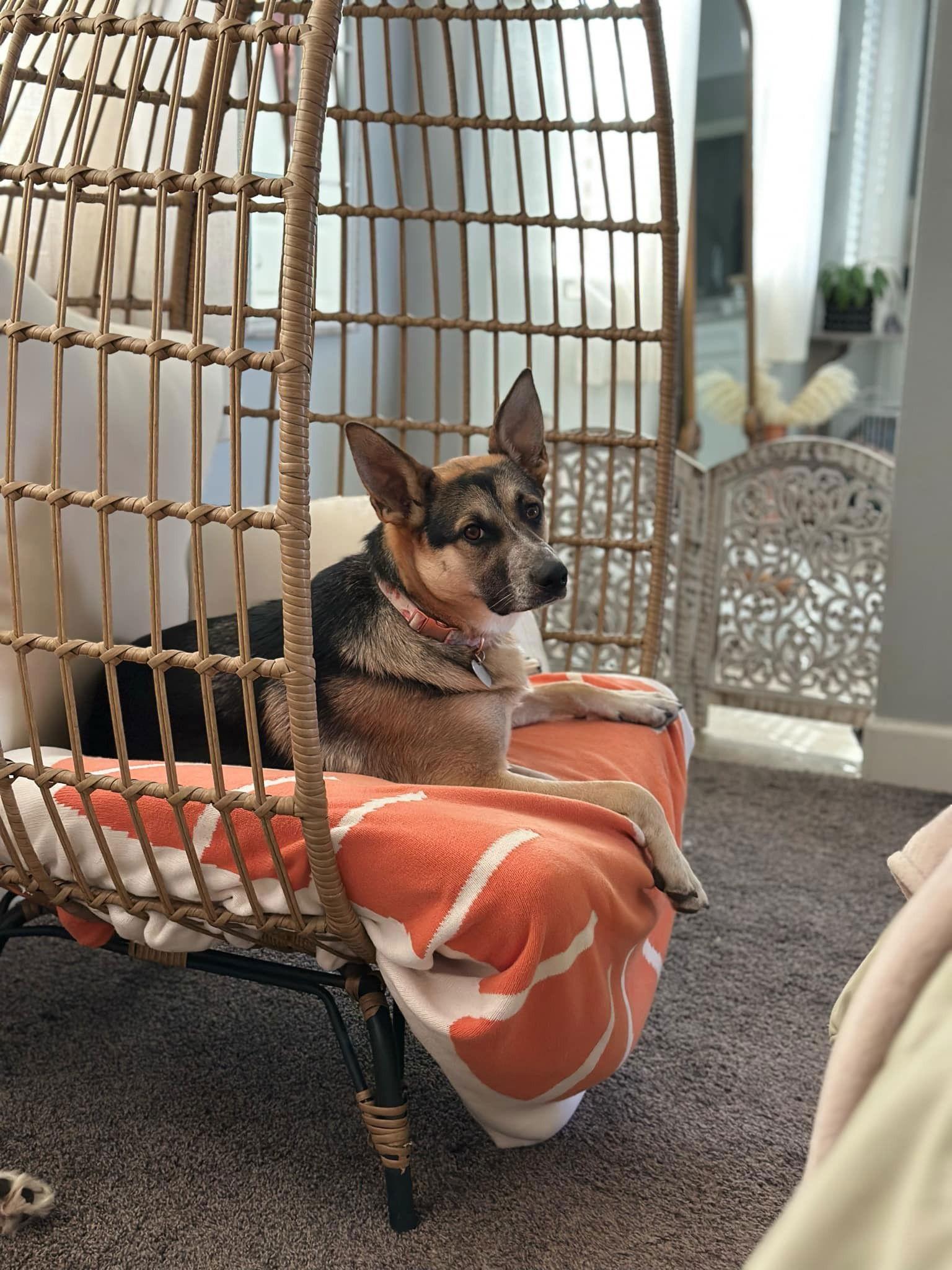 Butterfly, a Adopted German Shepherd Dog in Visalia, CA image 3/3