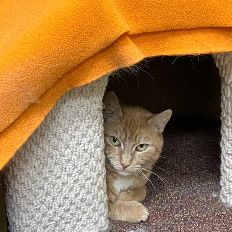 Enlarge Olivia, a Adoptable Domestic Short Hair in Burlington, ON image 1/5