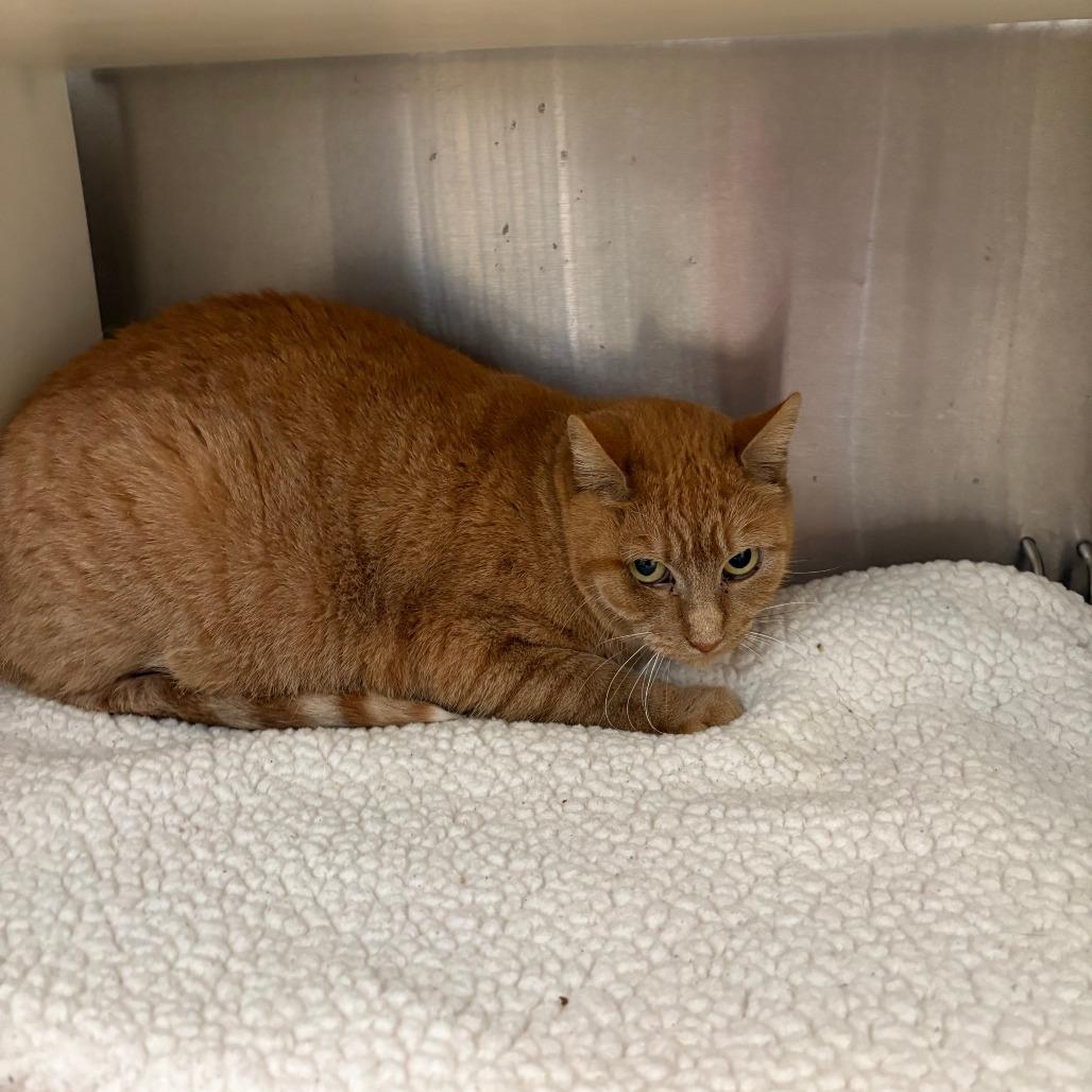 Olivia, Adoptable, Young Female Domestic Short Hair.