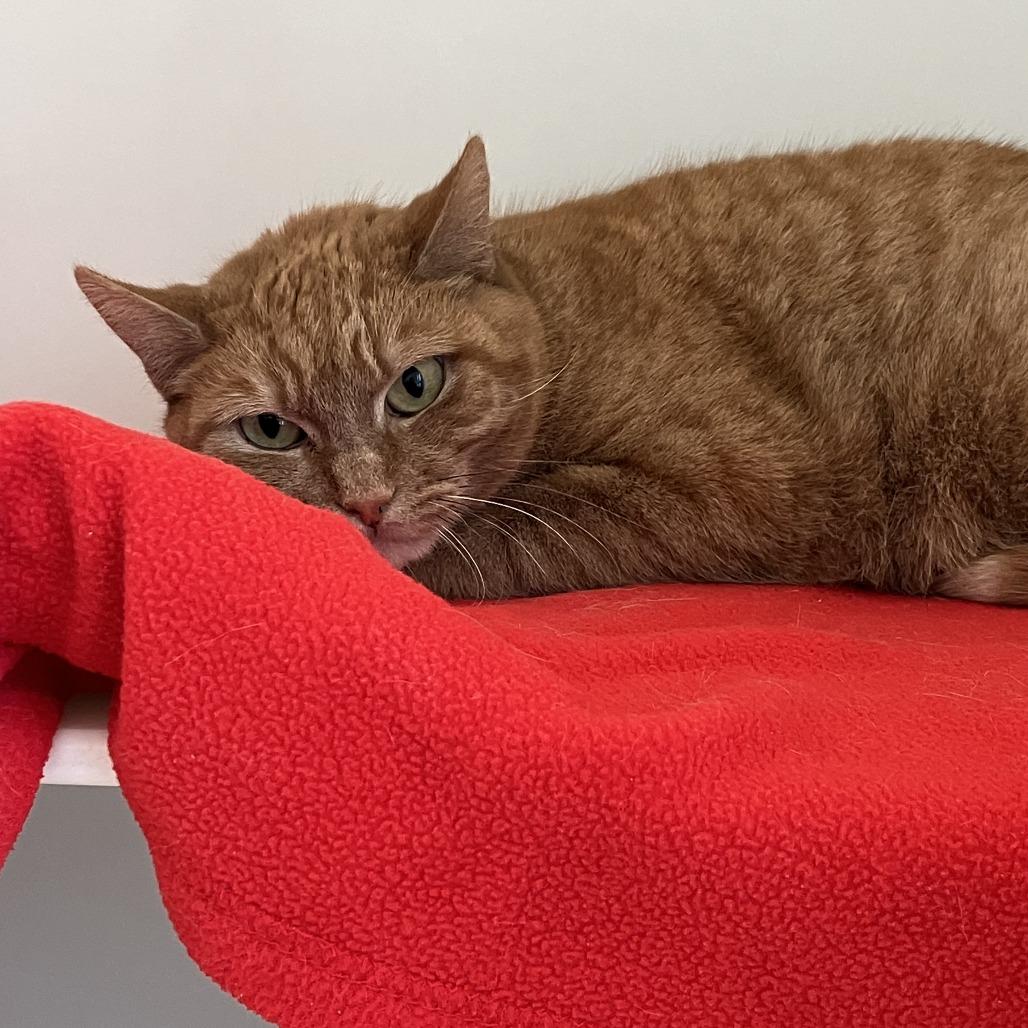 Enlarge Olivia, a Adoptable Domestic Short Hair in Burlington, ON image 2/3