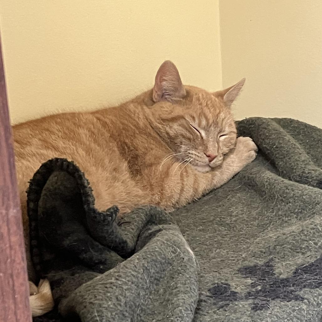 Enlarge Olivia, a Adoptable Domestic Short Hair in Burlington, ON image 4/5