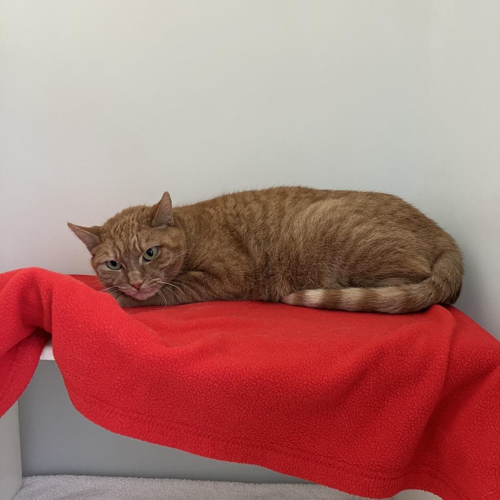 Enlarge Olivia, a Adoptable Domestic Short Hair in Burlington, ON image 3/3