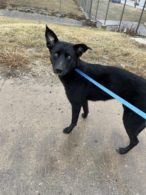 IMOGEN, Adoptable, Young Female German Shepherd Dog & Mixed Breed.