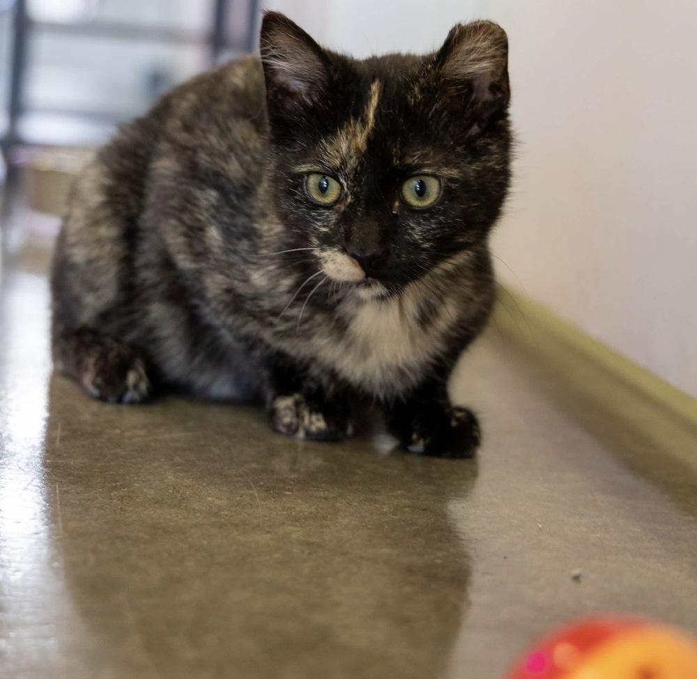 Enlarge **Cat Cafe** Maisie, a Adoptable Domestic Short Hair in Topeka, KS image 1/3