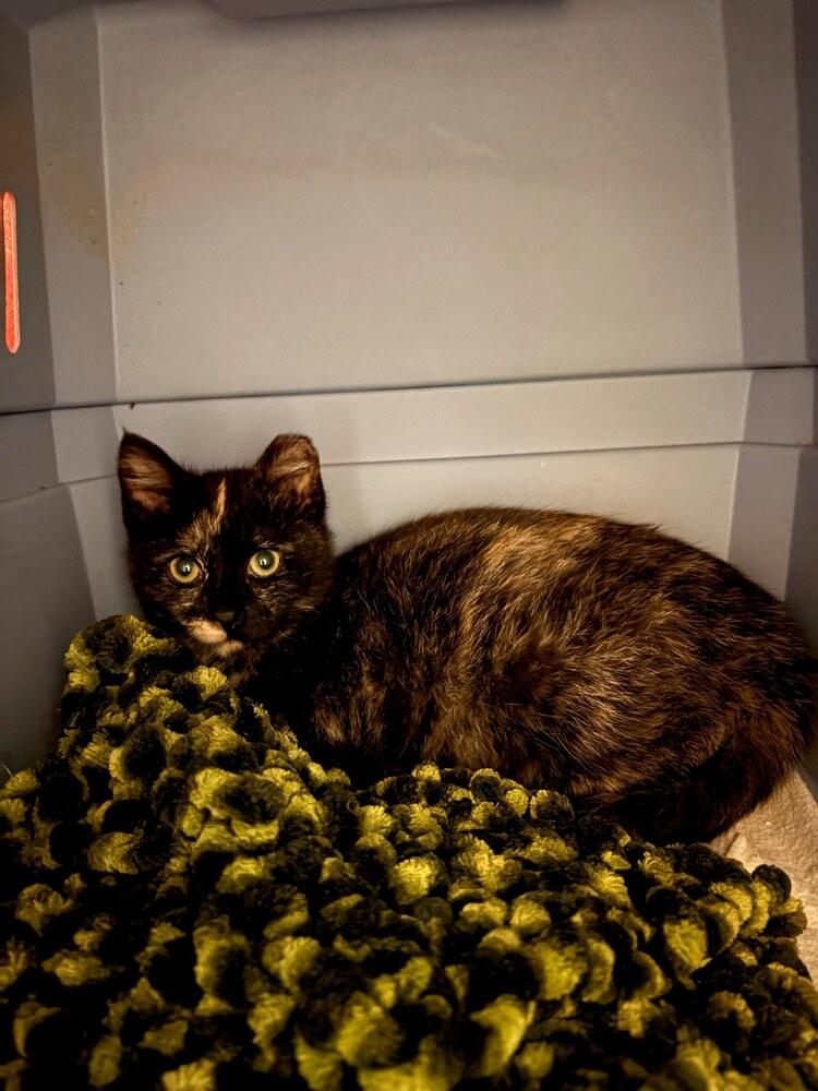 Enlarge **Cat Cafe** Maisie, a Adoptable Domestic Short Hair in Topeka, KS image 2/3