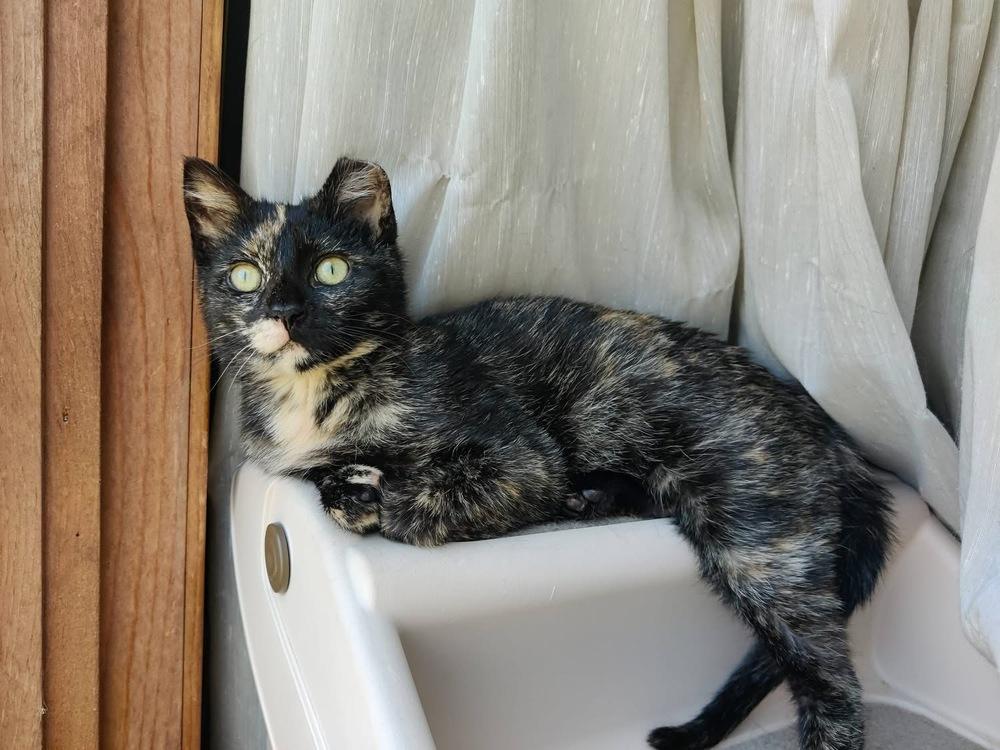 Enlarge **Cat Cafe** Maisie, a Adoptable Domestic Short Hair in Topeka, KS image 3/3