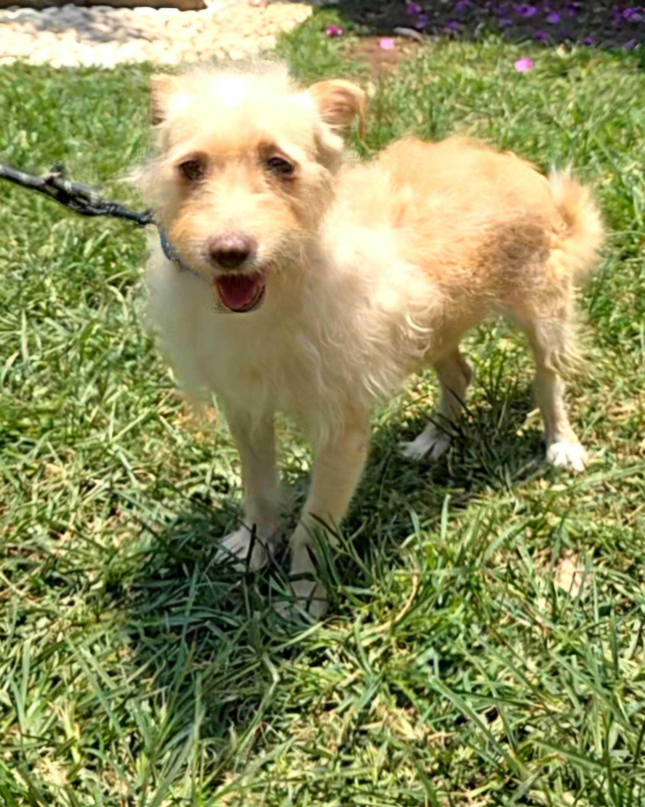 Johnny, a ADOPTABLE mixed breed in San Francisco, CA image 2/3