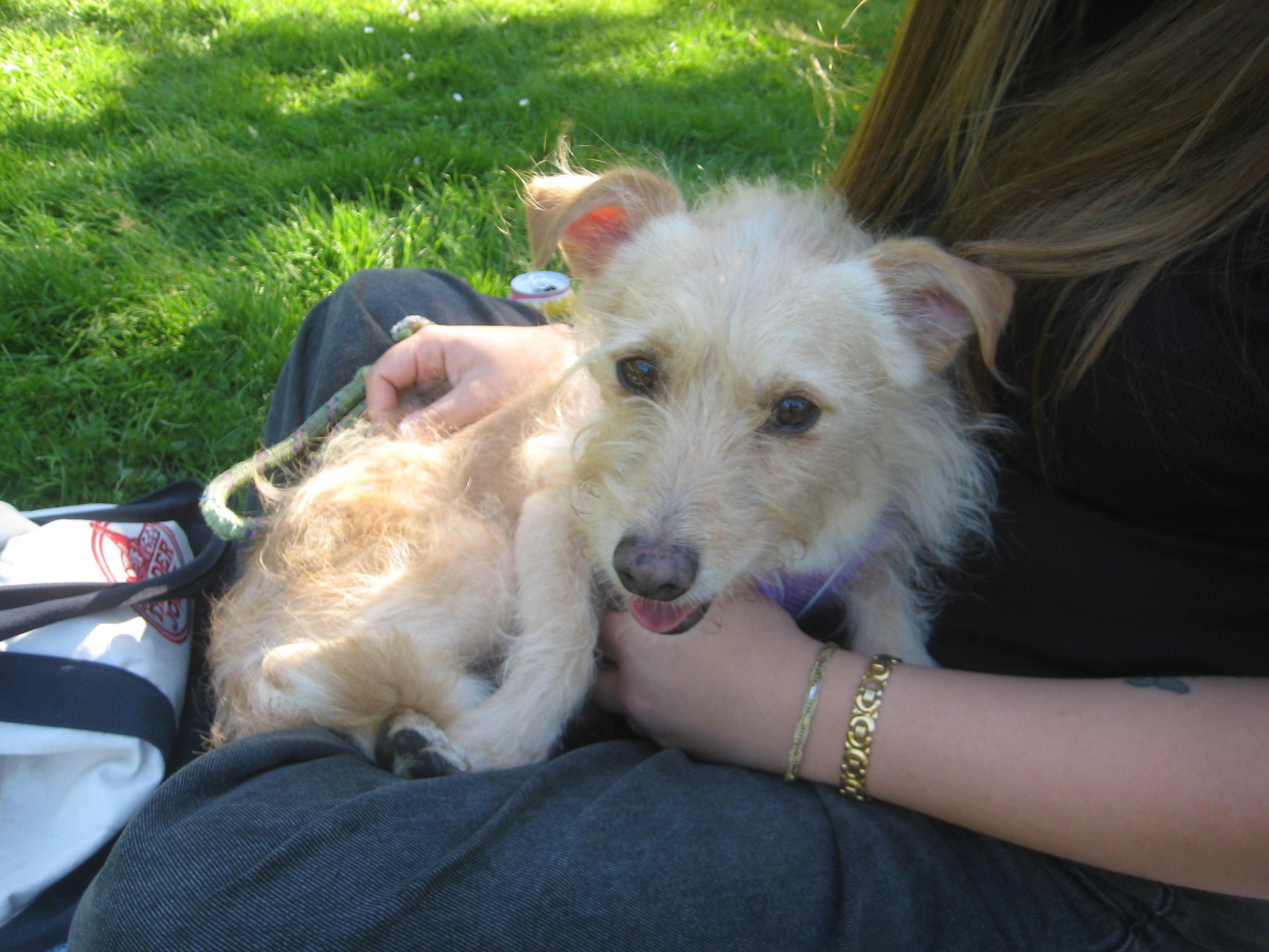 Johnny, Adopted, Adult Male Terrier.