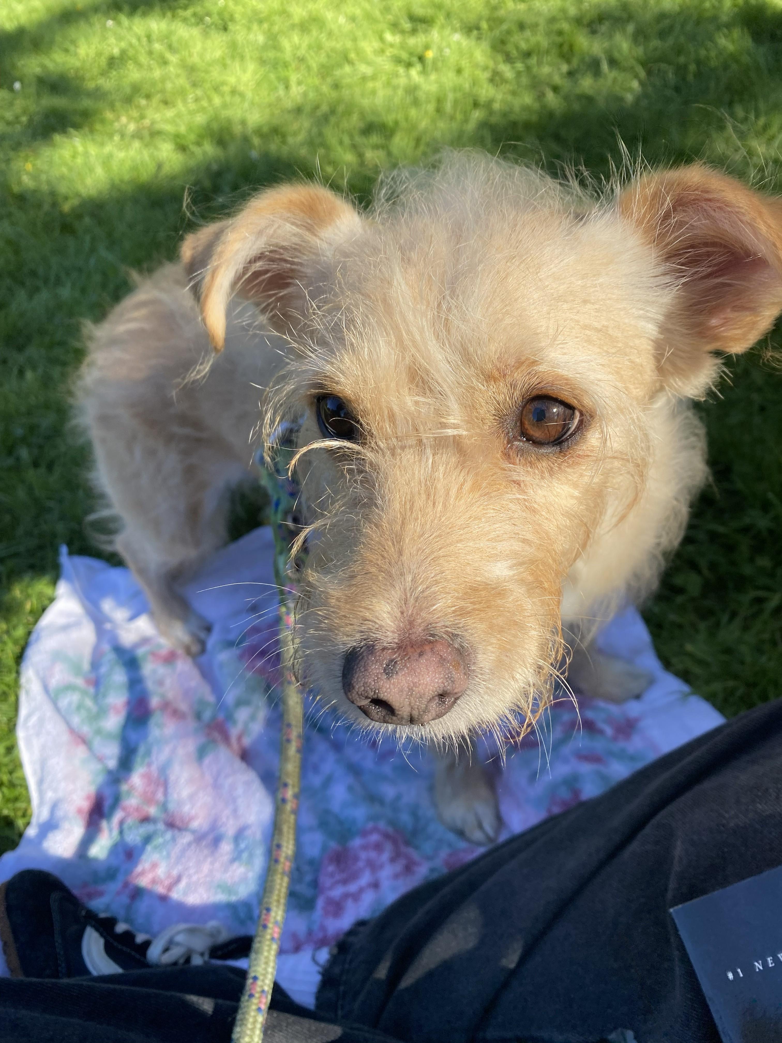 Enlarge Johnny, a Adopted mixed breed in San Francisco, CA image 4/4