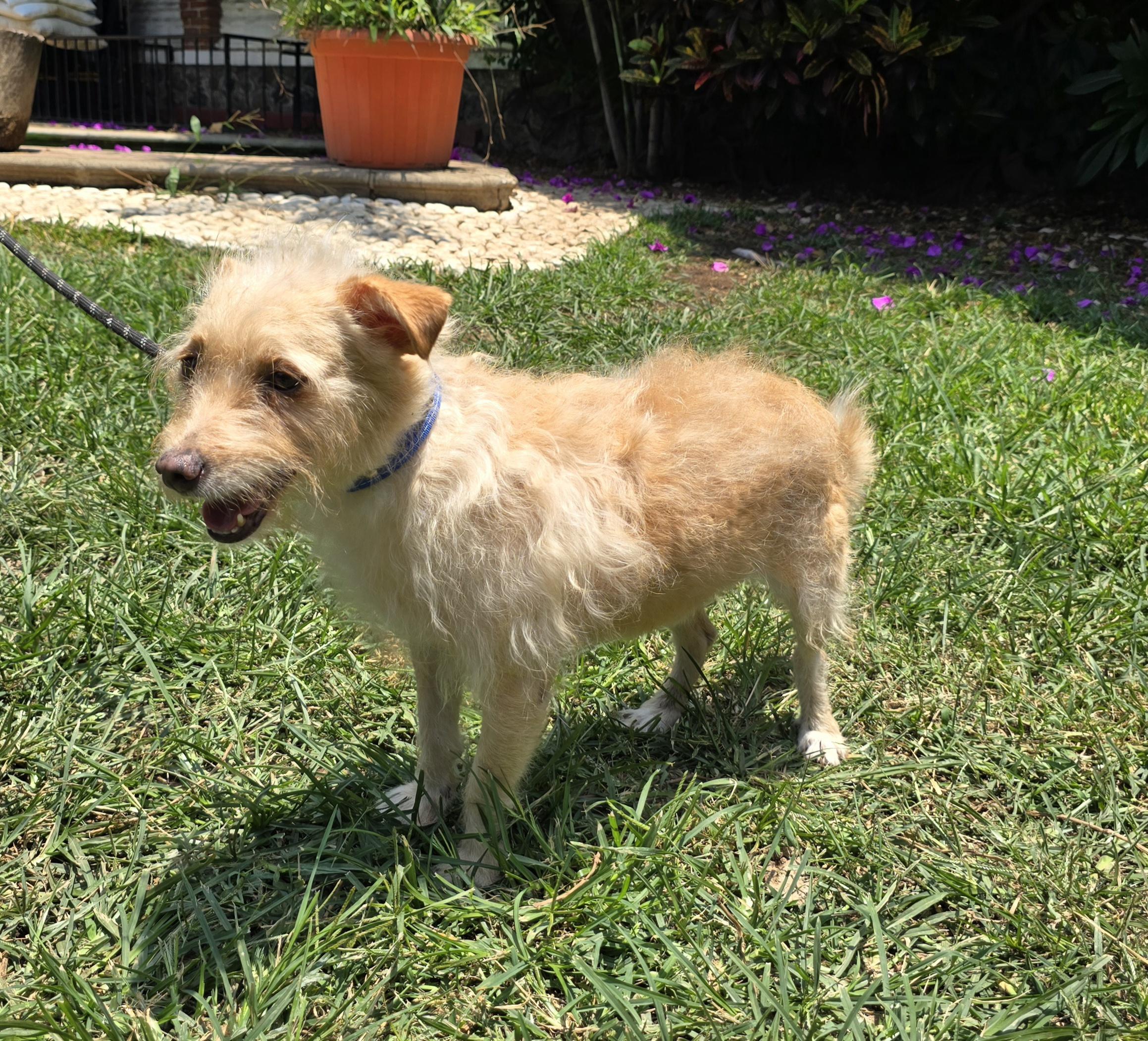 Johnny, ADOPTABLE, Adult Male Terrier.