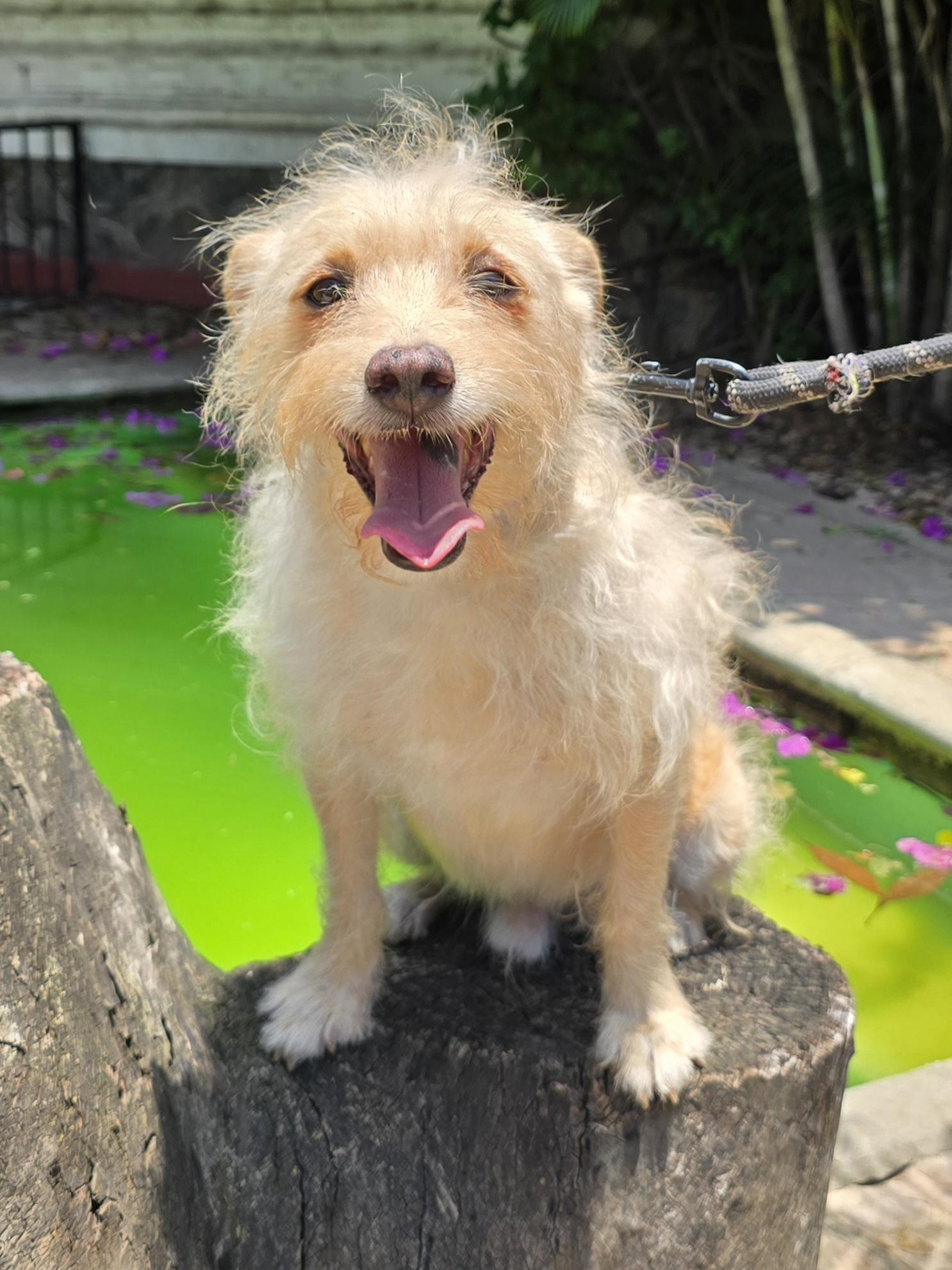 Johnny, a ADOPTABLE mixed breed in San Francisco, CA image 3/3