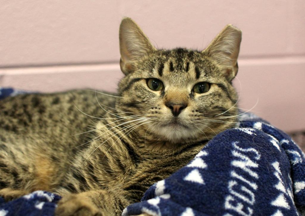 Enlarge Milo, a Adoptable mixed breed in South Bend, IN image 1/5