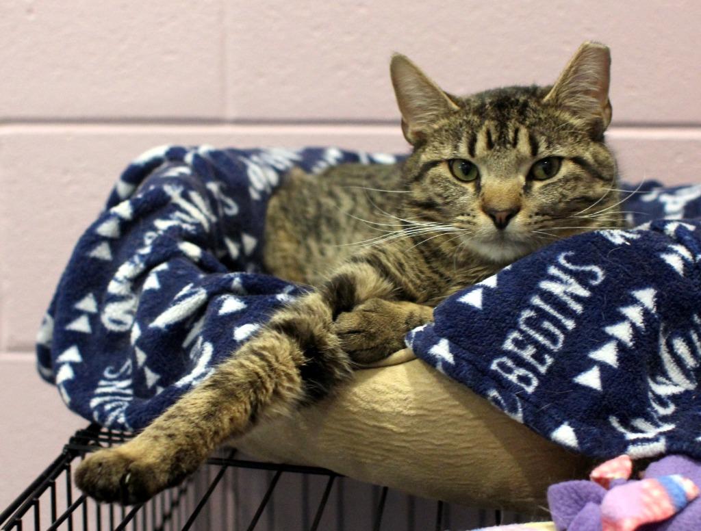 Enlarge Milo, a Adoptable mixed breed in South Bend, IN image 2/5