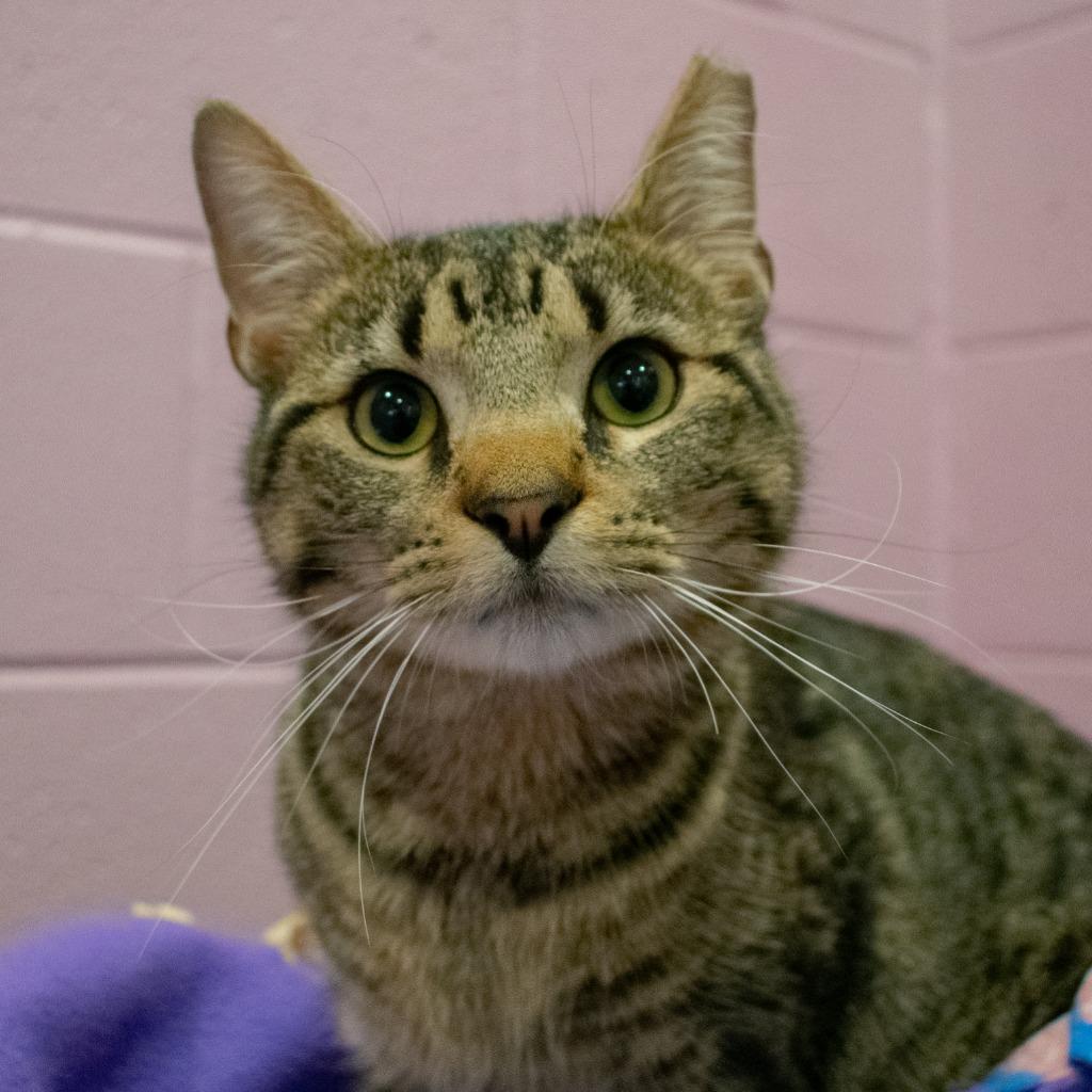 Enlarge Milo, a Adoptable mixed breed in South Bend, IN image 4/5