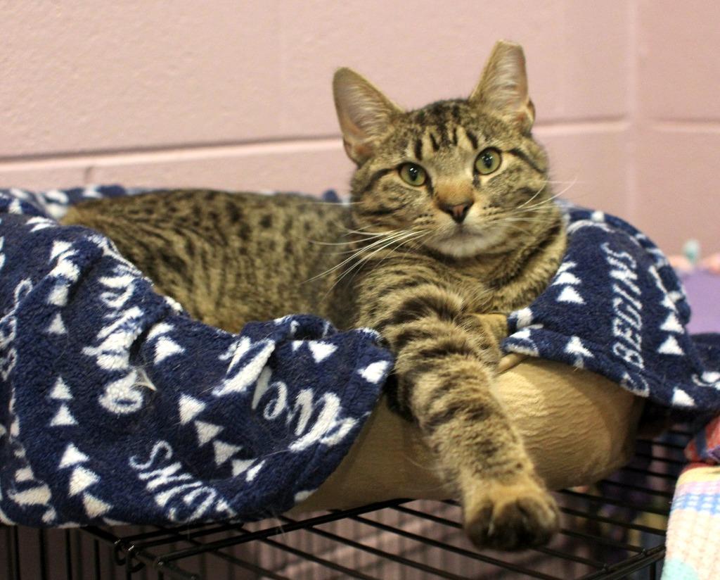 Enlarge Milo, a Adoptable mixed breed in South Bend, IN image 5/5