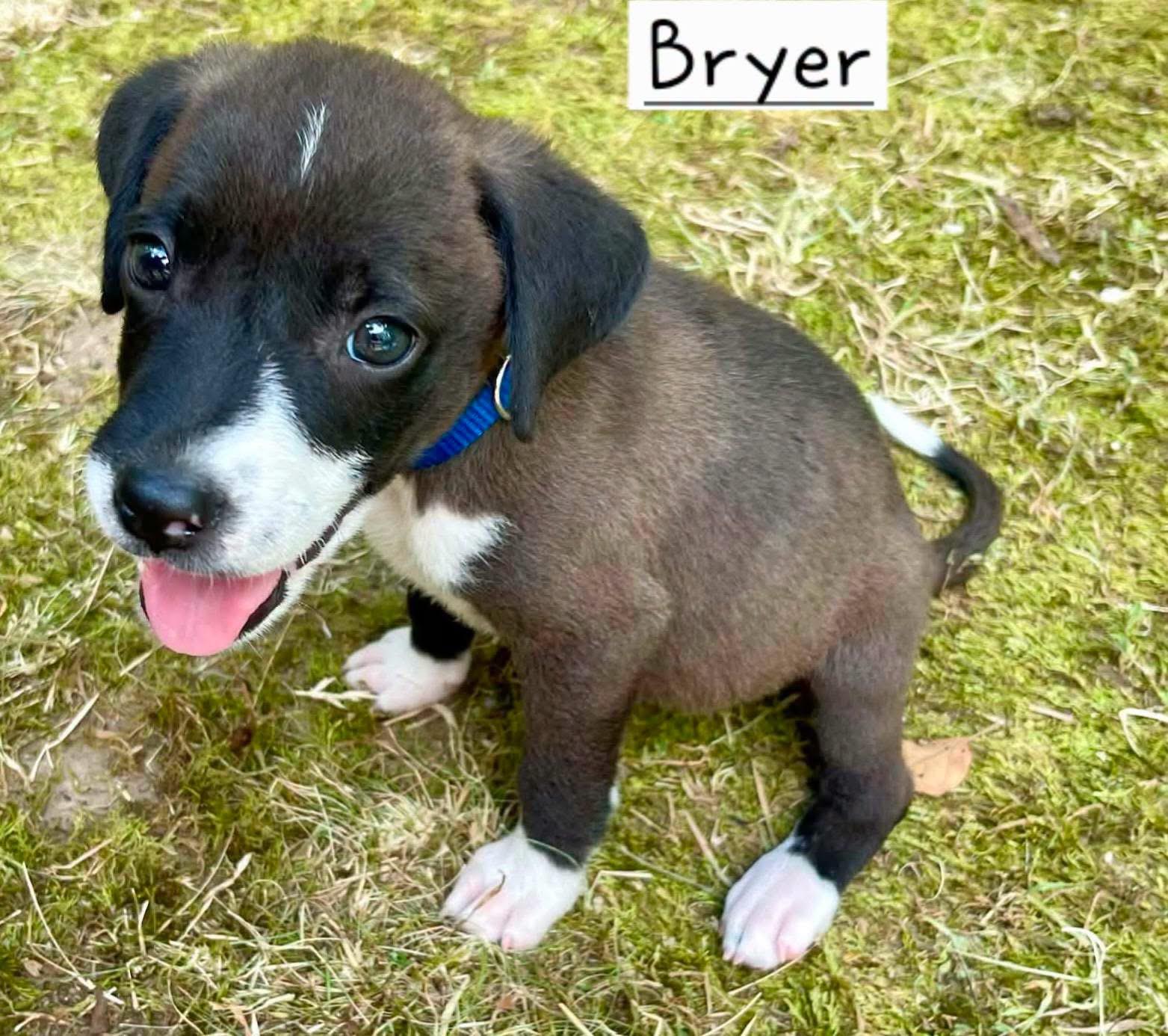 Bryer, Adopted, Puppy Male Border Collie & Hound.