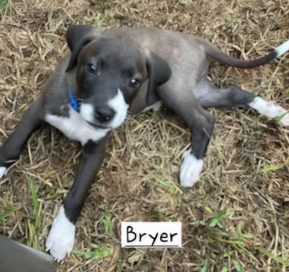 Enlarge Bryer, a Adopted mixed breed in Harrisburg, PA image 3/6