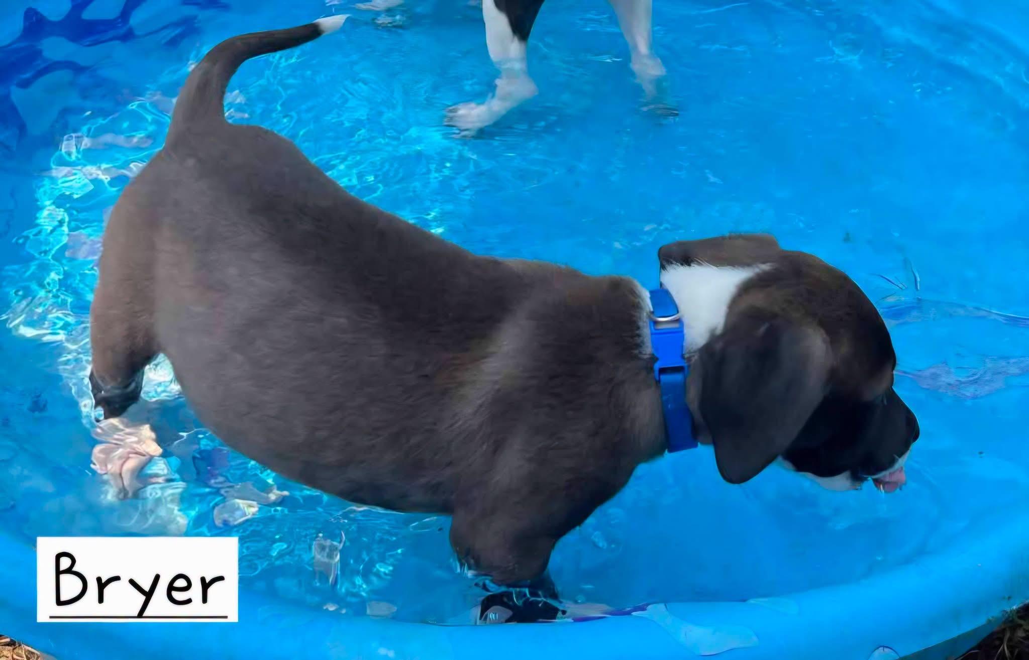 Enlarge Bryer, a Adopted mixed breed in Harrisburg, PA image 4/6