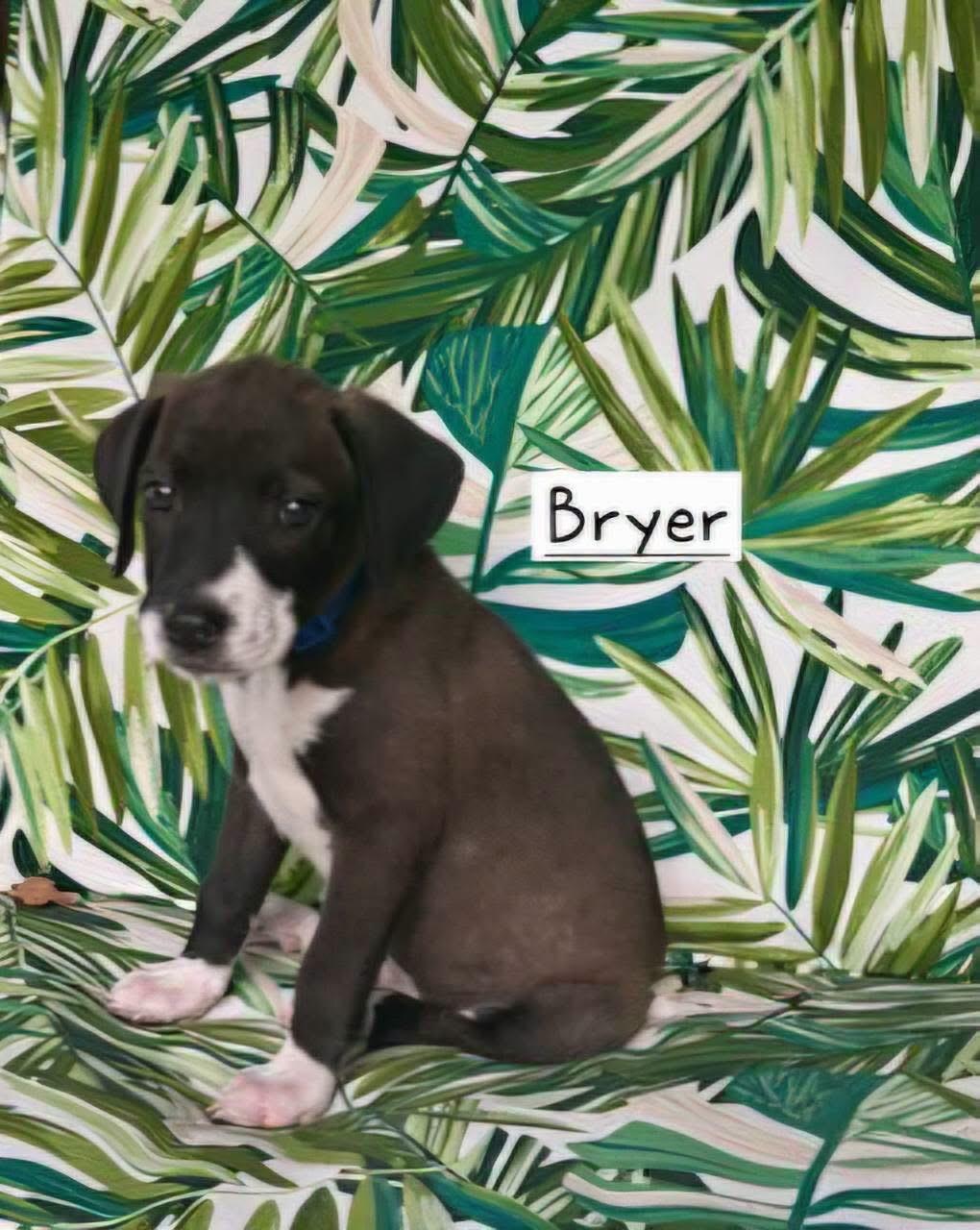 Enlarge Bryer, a Adopted mixed breed in Harrisburg, PA image 5/6