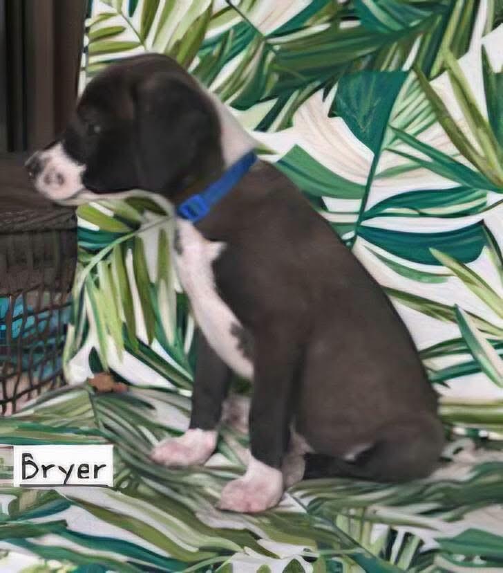 Enlarge Bryer, a Adopted mixed breed in Harrisburg, PA image 6/6