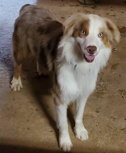 Hank, Adoptable, Adult Male Australian Shepherd.