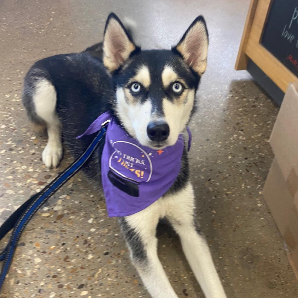 Enlarge London, a Adoptable Husky in Midland, TX image 1/1